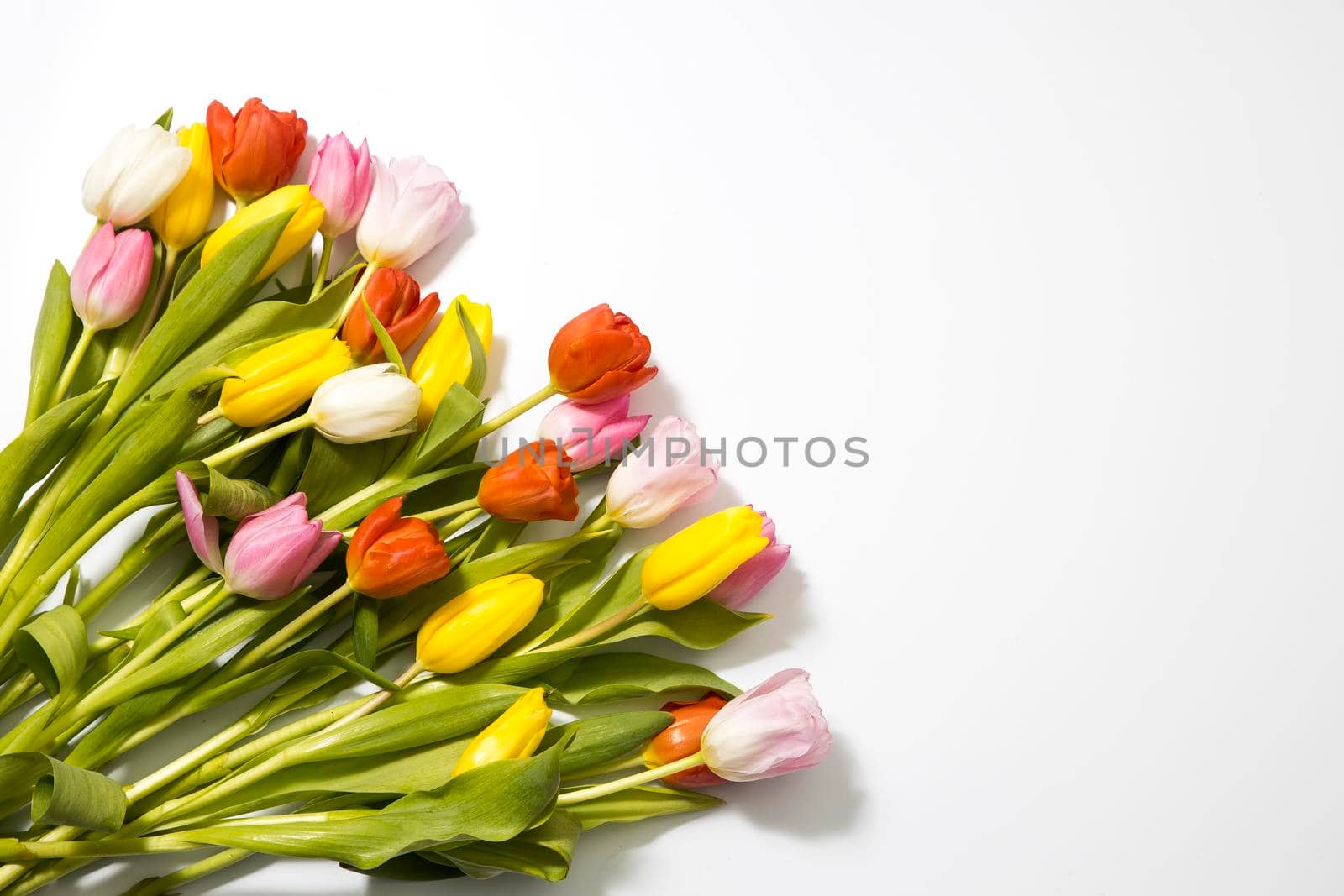 A row of pink, yellow, white tulips on a white background. Banner with copy space. international women's day, mothers day, valentines day