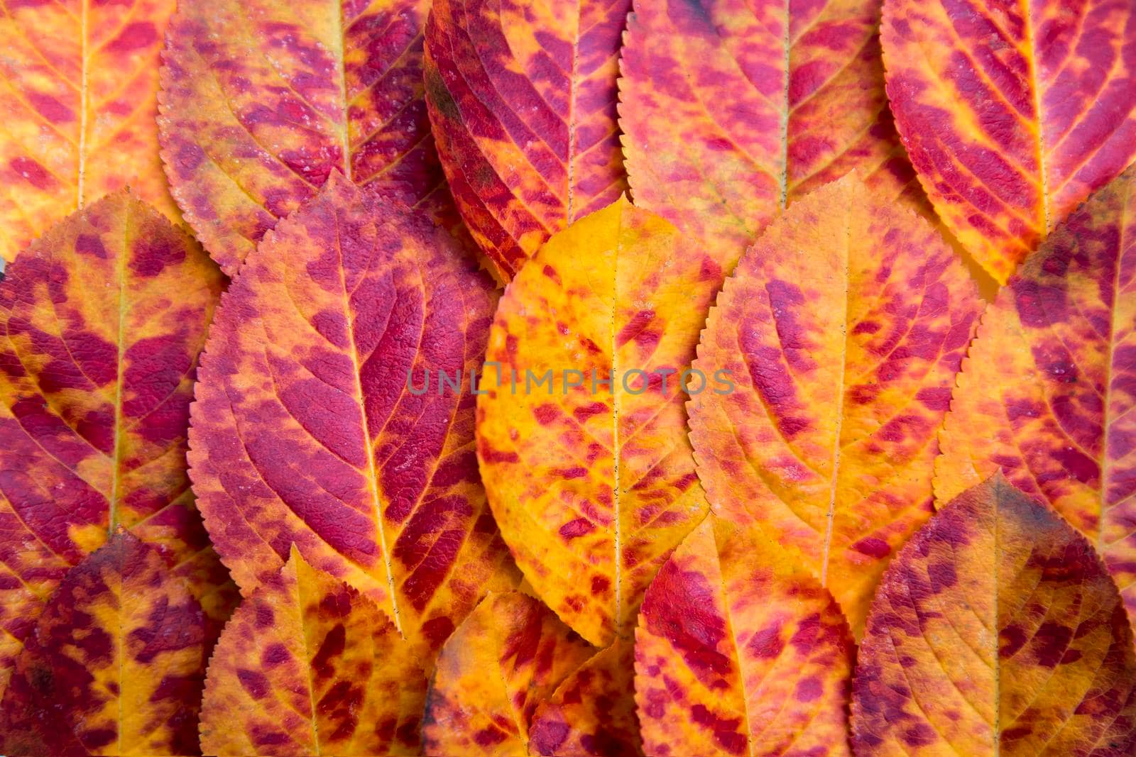 Yellow-red leaves of chokeberry laid out in a row isolated on white background