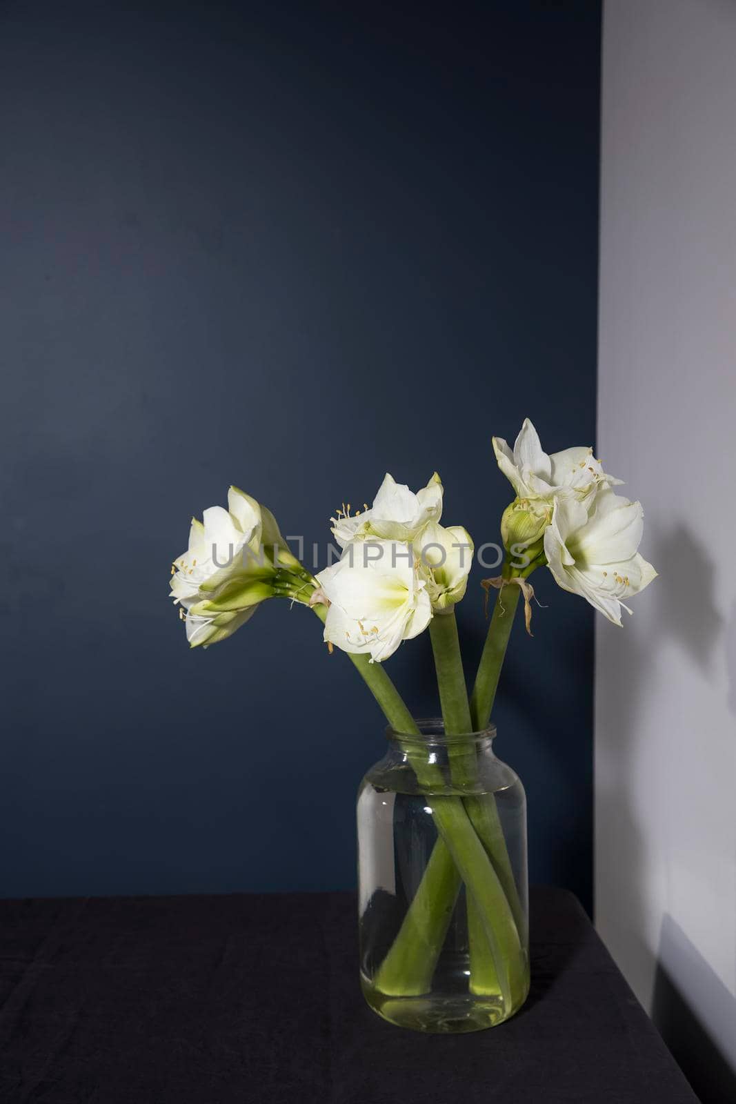 Bouquet of white lilies in a tall glass vase on a wooden table against a dark blue wall. Copy space. Fresh bud