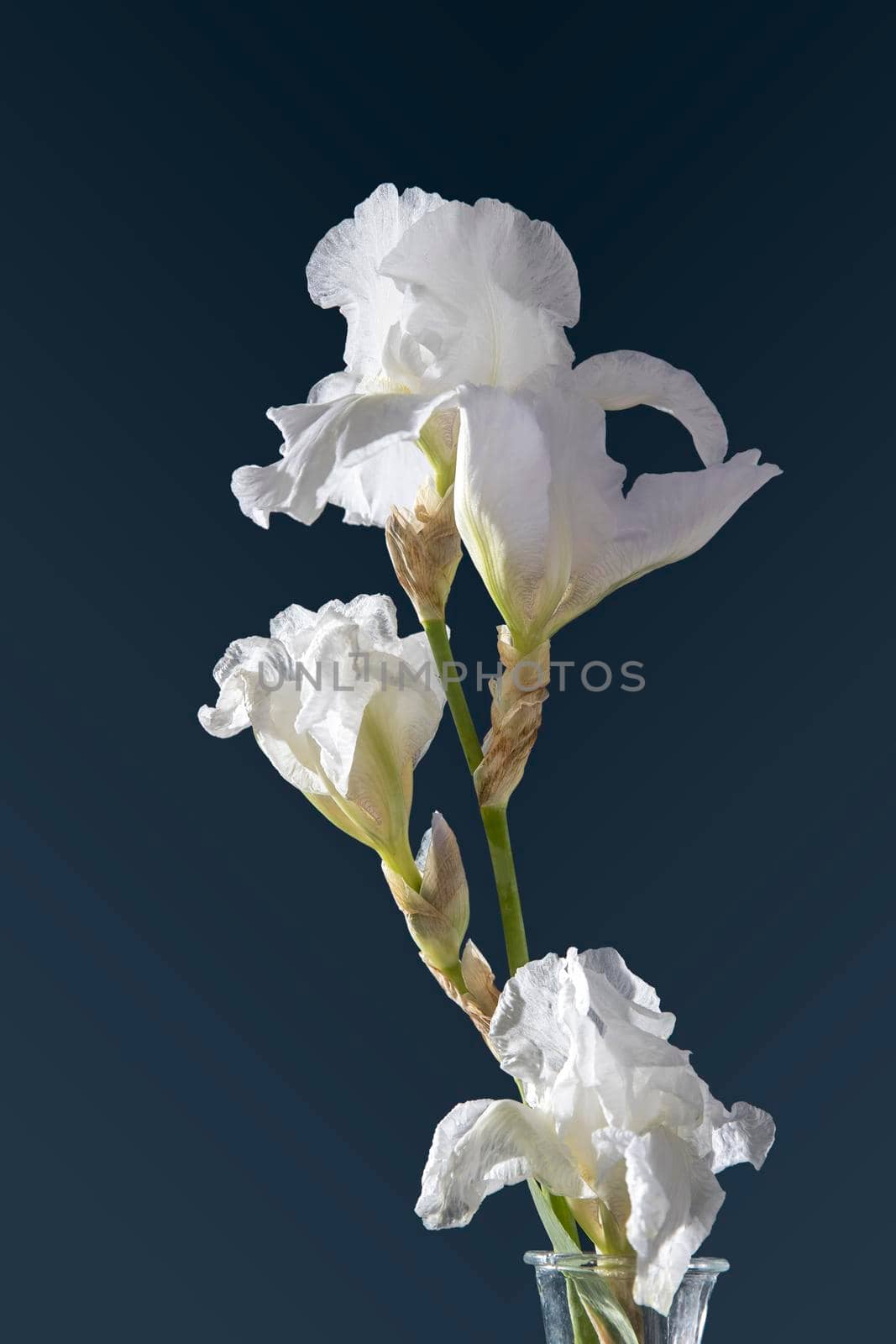 White iris flower on a dark blue background. Place for your text. by elenarostunova