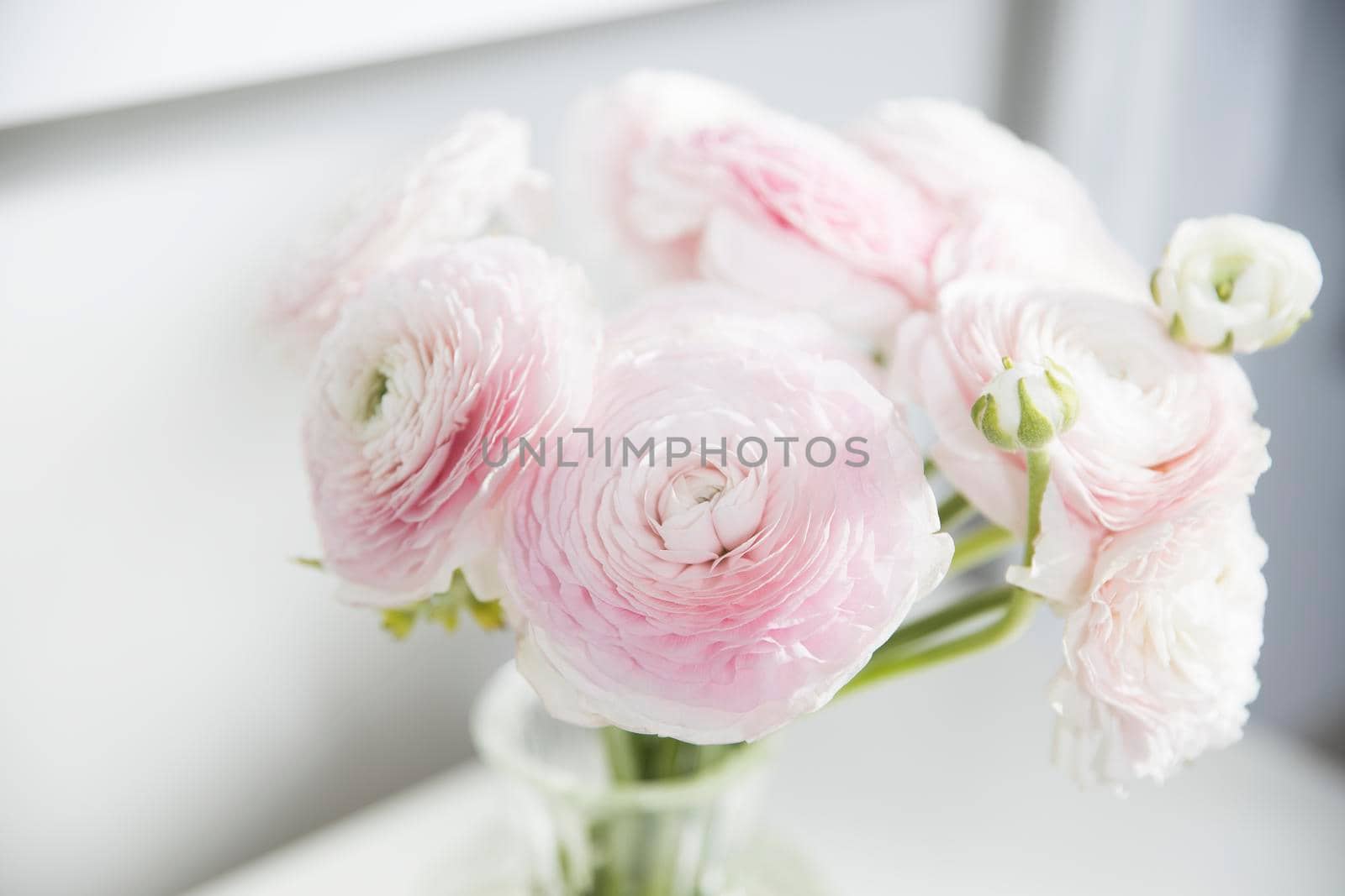 the Bouquet of pale pink Persian buttercups isolated on pale gray. Copy space