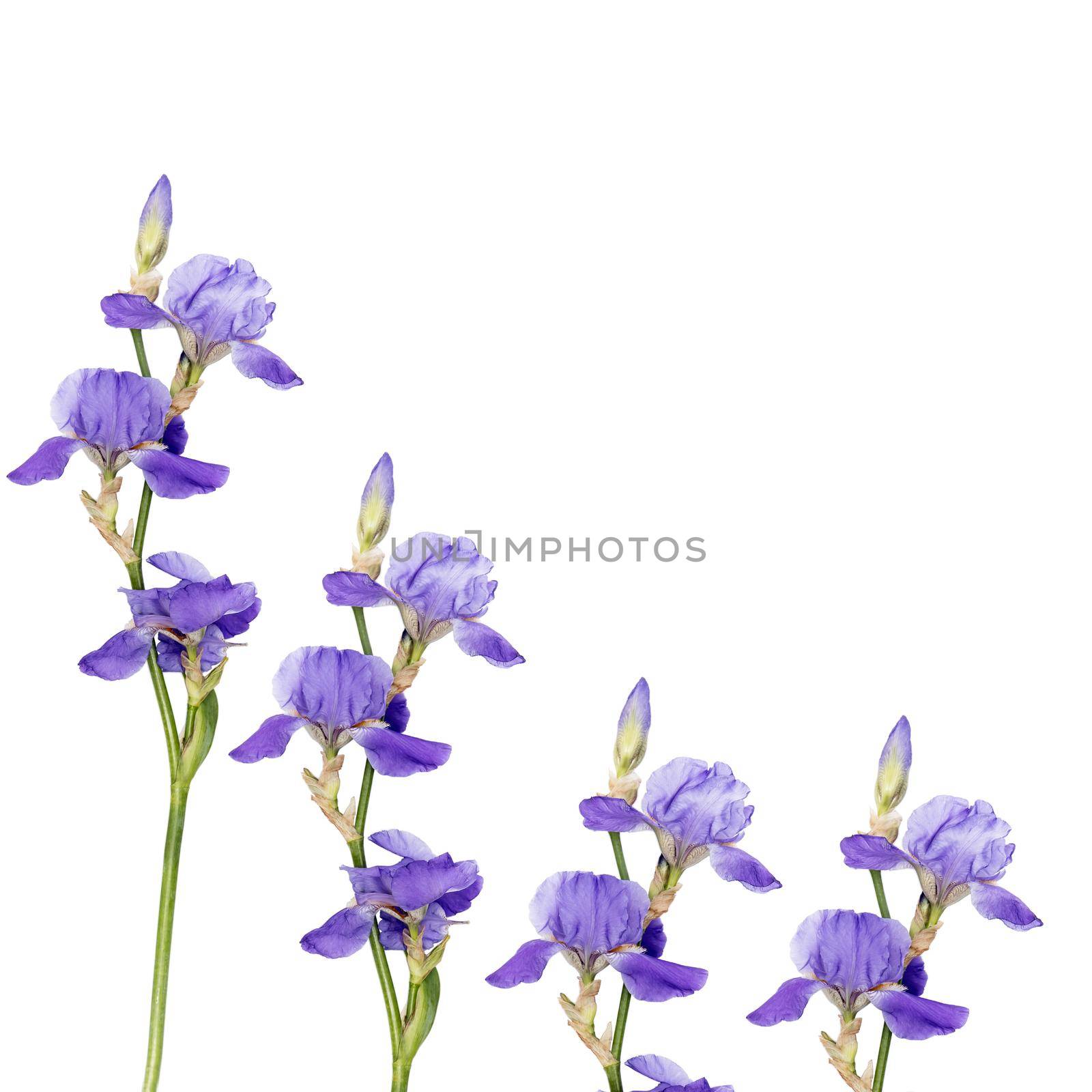 Floral background as a line. Siberian iris, isolated on white background, Square frame. Copy space. Place for text