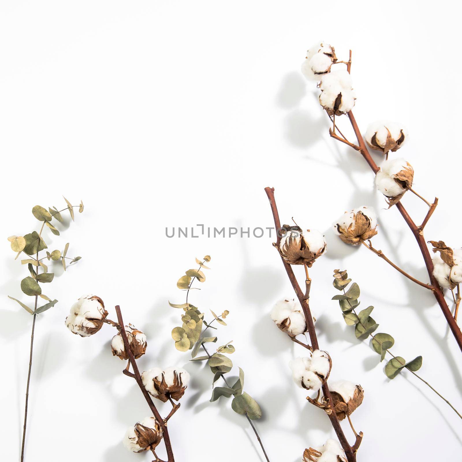 Dry cotton flowers and eucalyptus branches on a white background. Empty space by elenarostunova