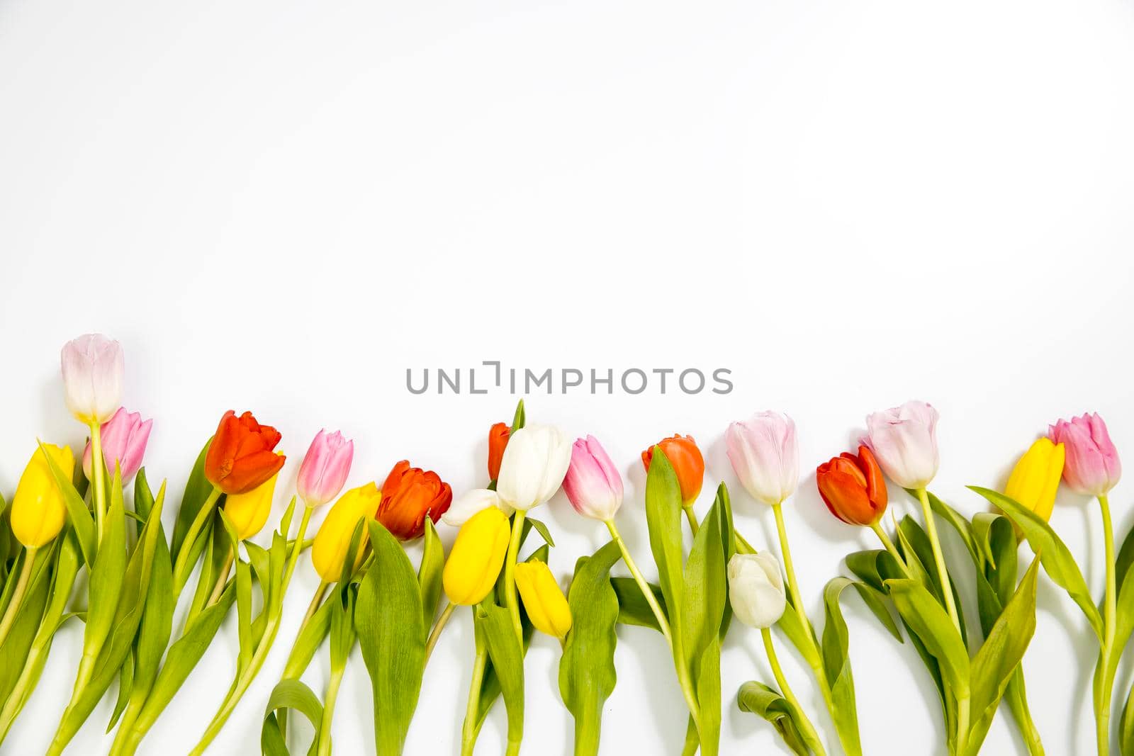 A row of pink, yellow, white tulips on a white background. Banner with copy space. international women's day, mothers day, valentines day