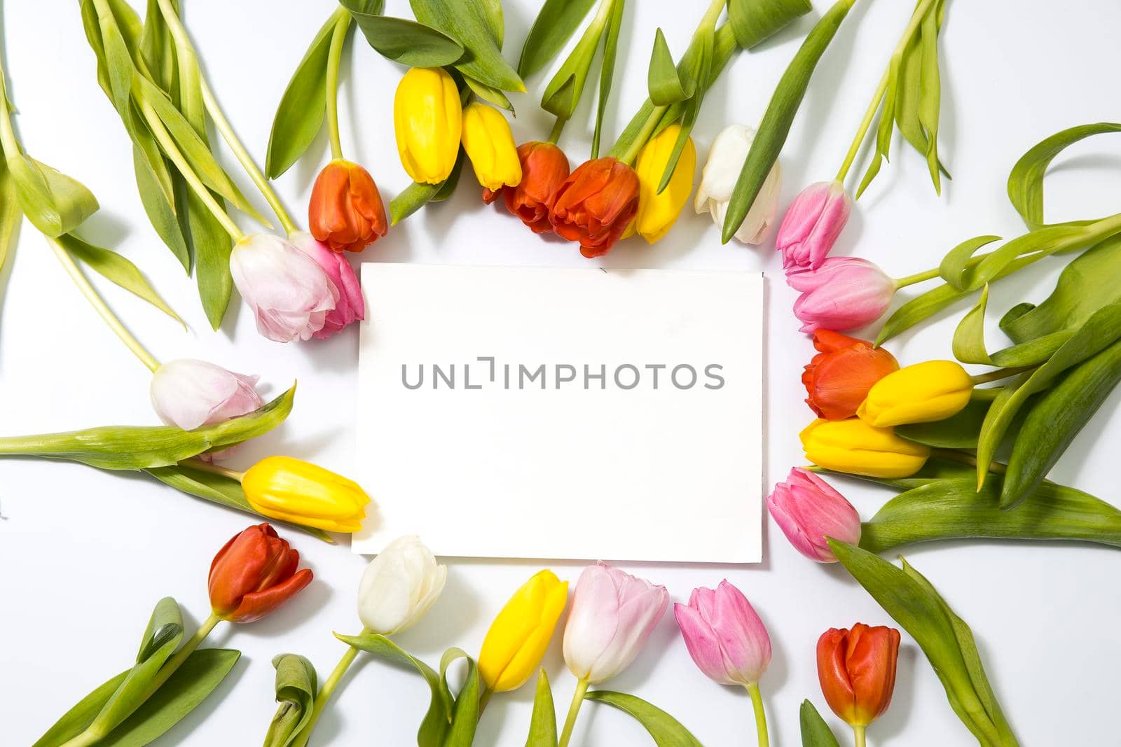 Multicolored tulips form a circle around a white blank notebook on a white background. Copy space.