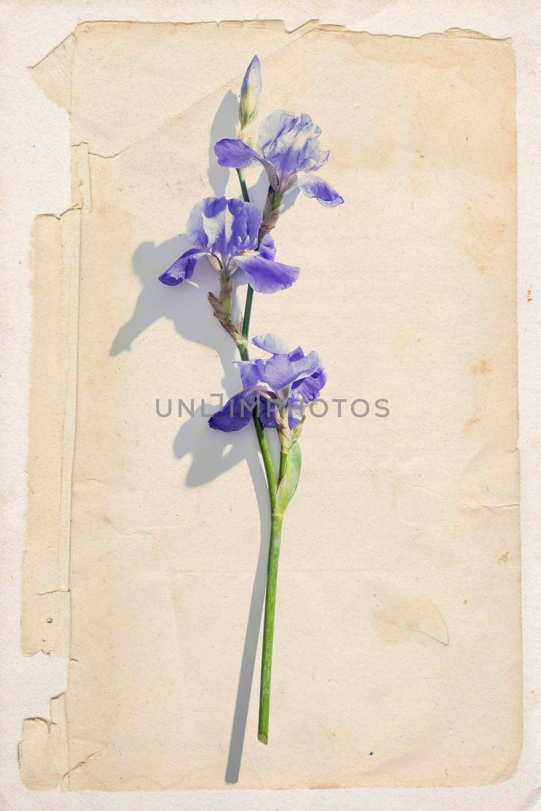 Vintage card with blue iris flower on a beige background. Place for your text. Layout.