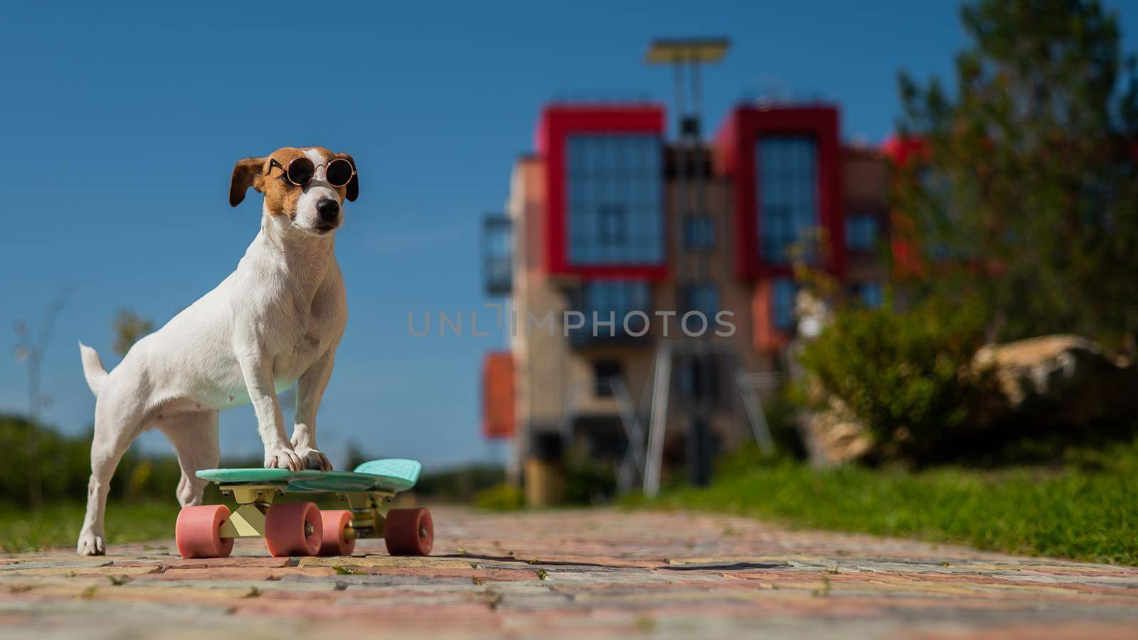 Jack russell terrier dog rides a penny board outdoors