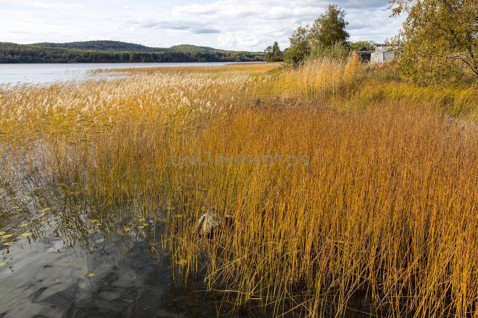 Golden autumn on Ladoga, Karelia, former Finnish territory. Winding coast by elenarostunova