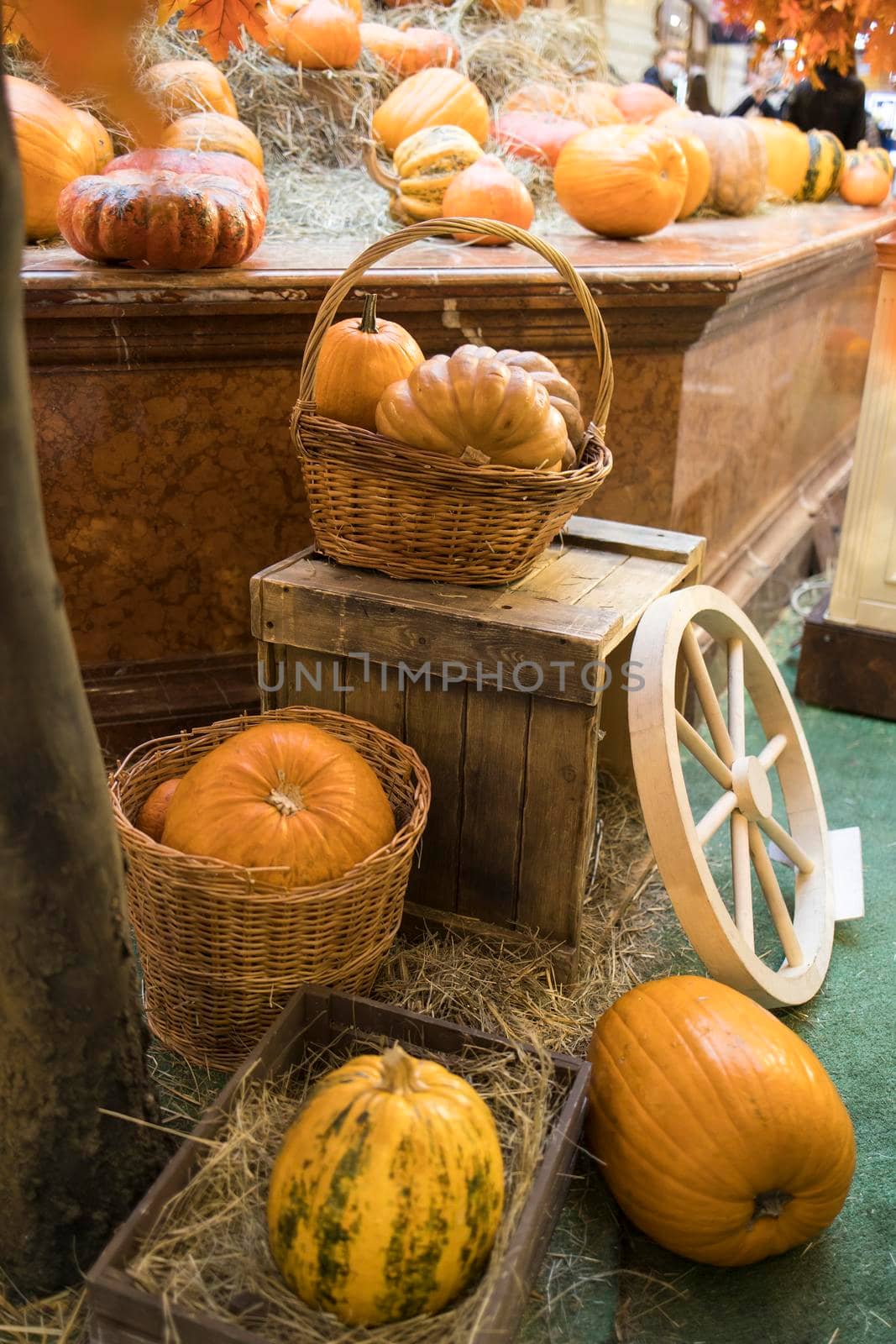 Decorative pumpkins, Halloween decor in Moscow city. Harvest, garden decoration in GUM, Moscow city. Shop ornament with gourd, orange pumpkin. Halloween pumpkin. Pumpkin decor. Many Halloween pumpkins by elenarostunova