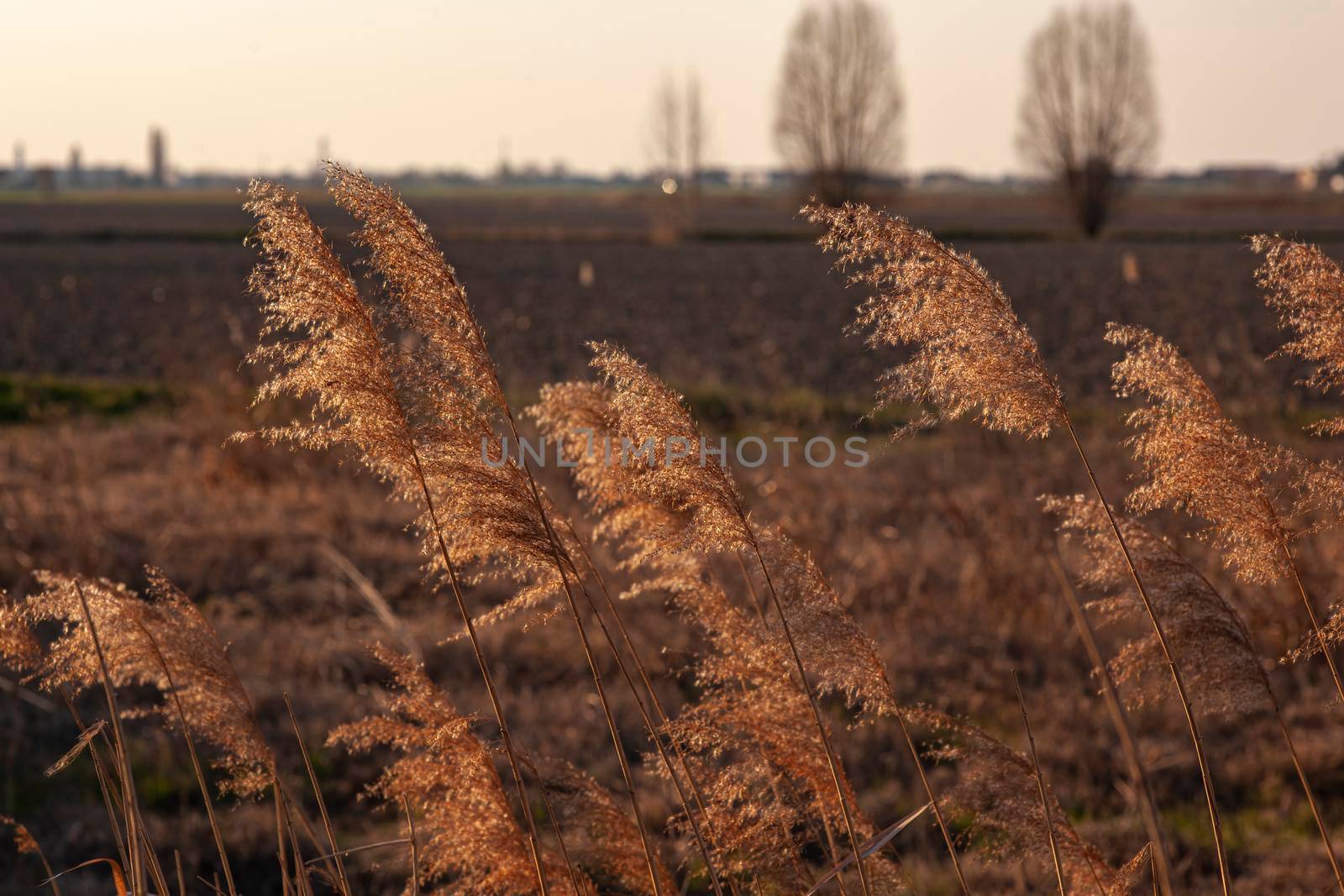 Feather Reed Grass at sunset. Golden reed grass in the sun