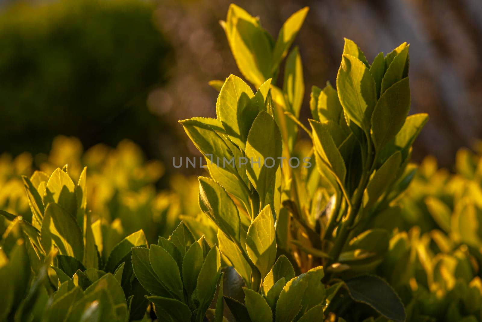 Detail of Green leaves foliage at sunset