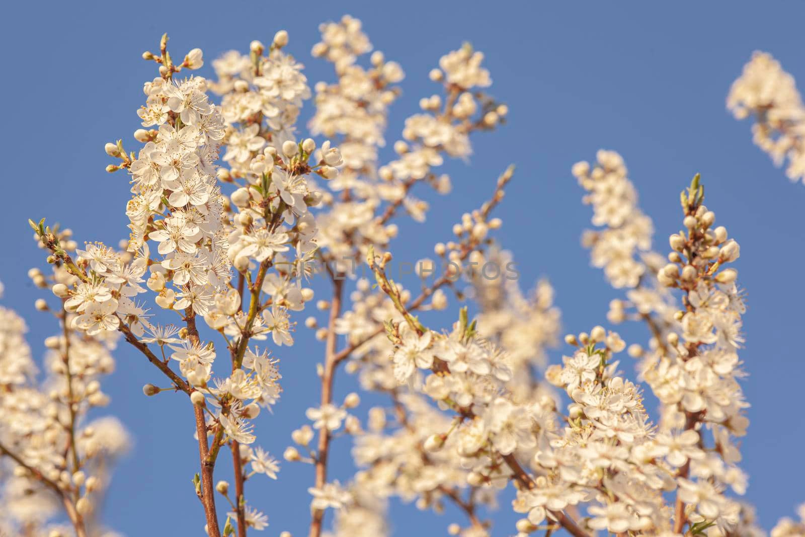 Plum tree flowers detail at sunset time in spring under a blue sky