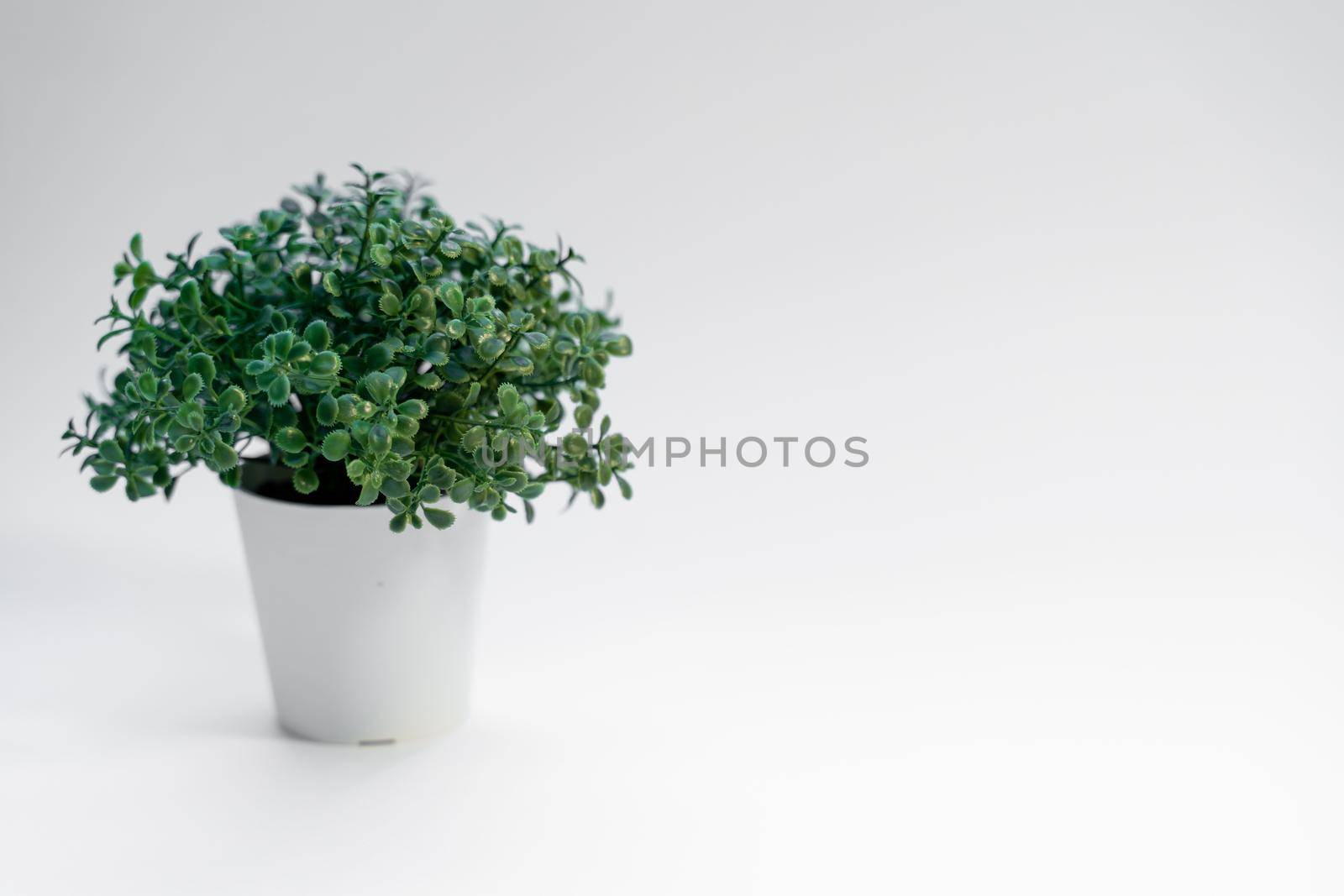 advertising concept with green succulent plant in pot on white background with copy space, side view.