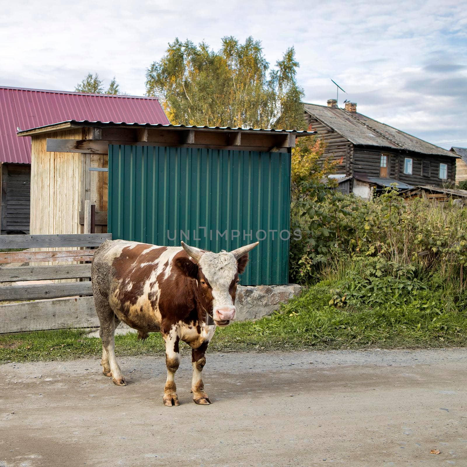 A bull grazes on the street of a Karelian village. Ayrshire cattle are a breed of dairy cattle from Ayrshire in southwest Scotland. by elenarostunova