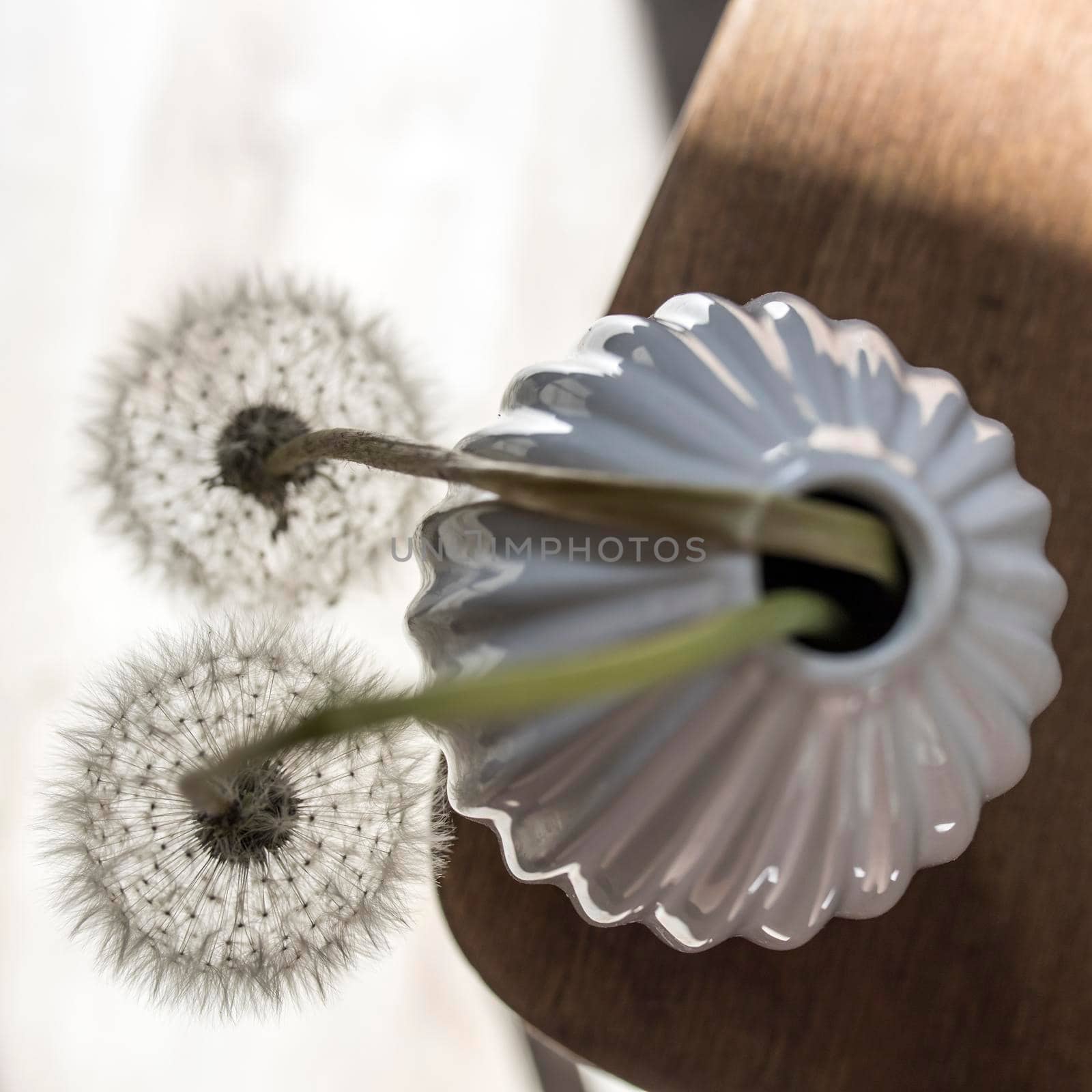 A seventies-style fluted vase with two fluffy dandelions is on the chair. White on white. Space for text.