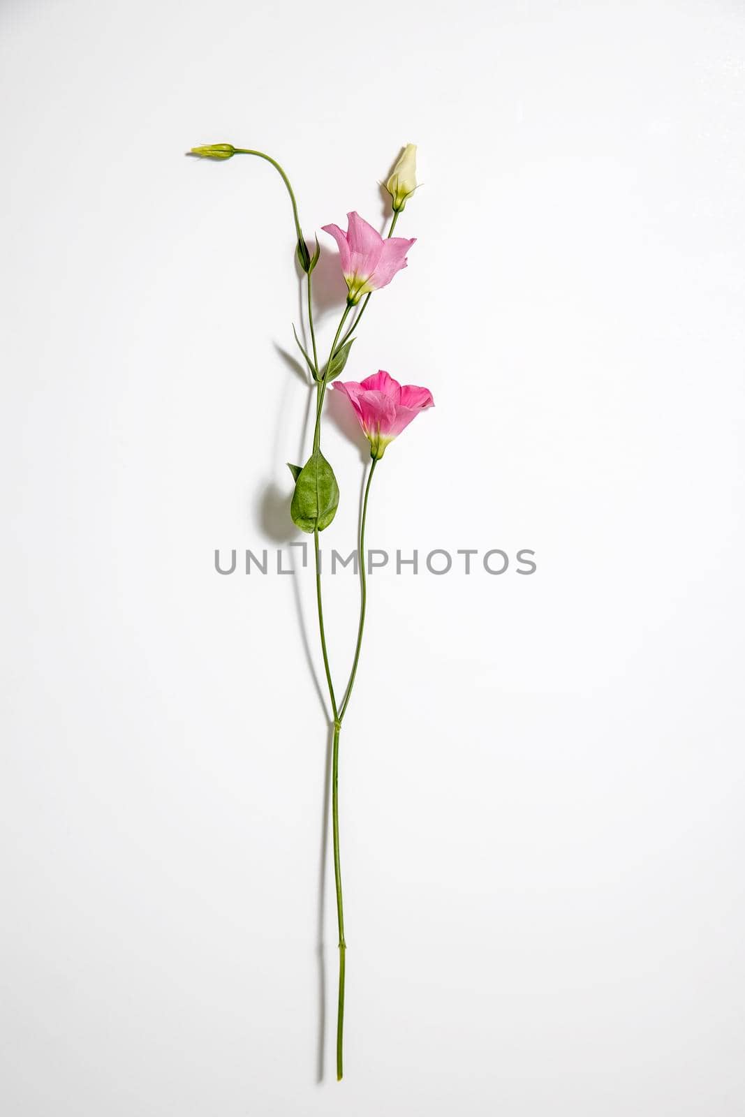Pink eustoma flowers on white. Empty space for text