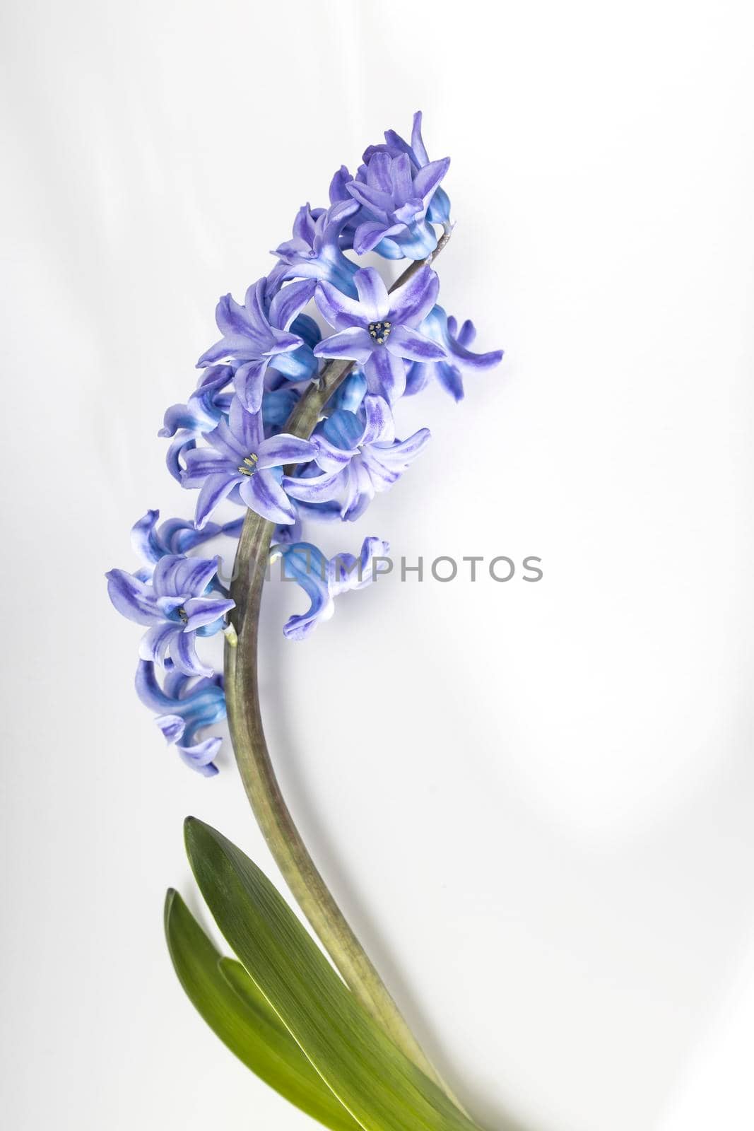 hyacinth plant with blue flowers, bulbs and roots on a white background. Copy space