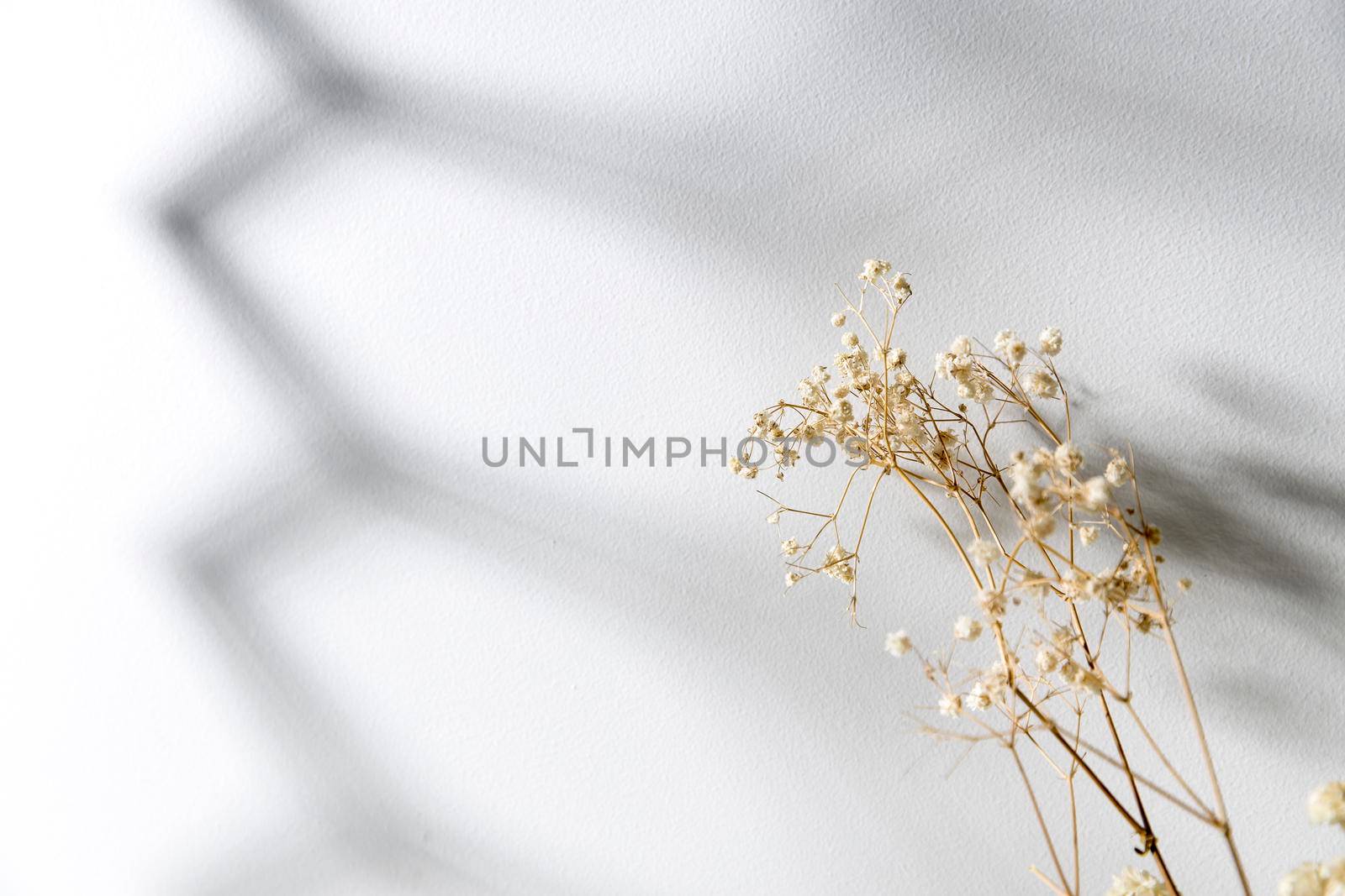 Copy space. The place for text. A white dry flowers stands . Isolated on the white background. Shutter shade.