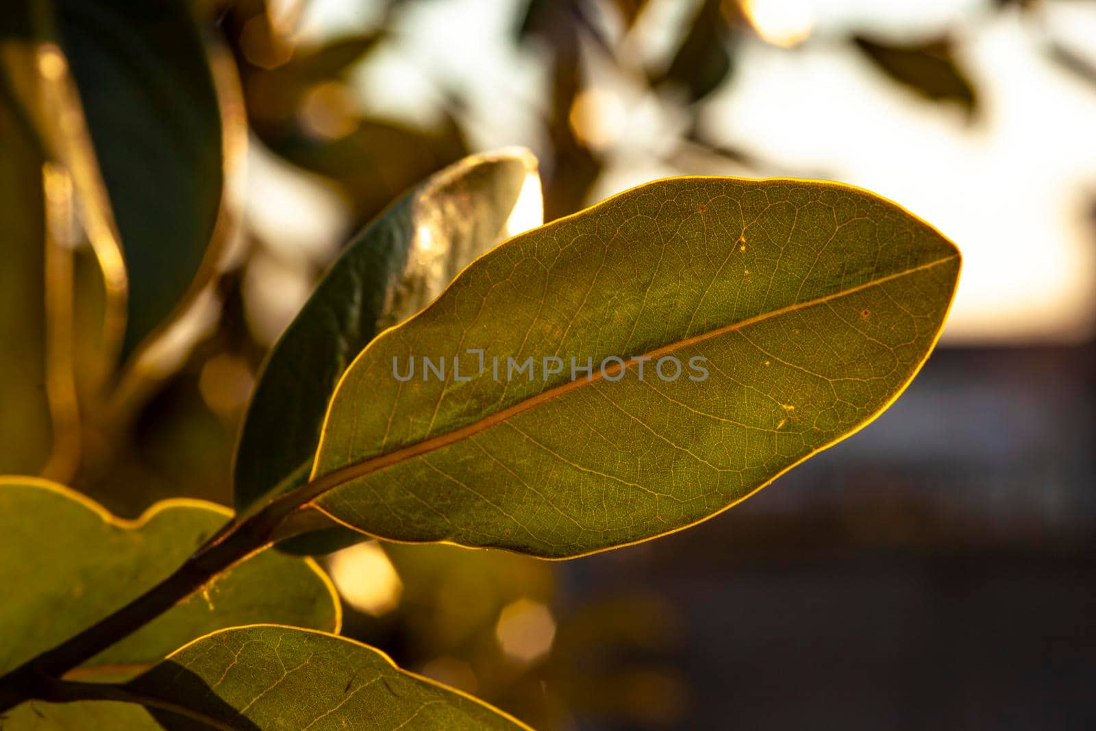 Detail of Leaf in the sunset light