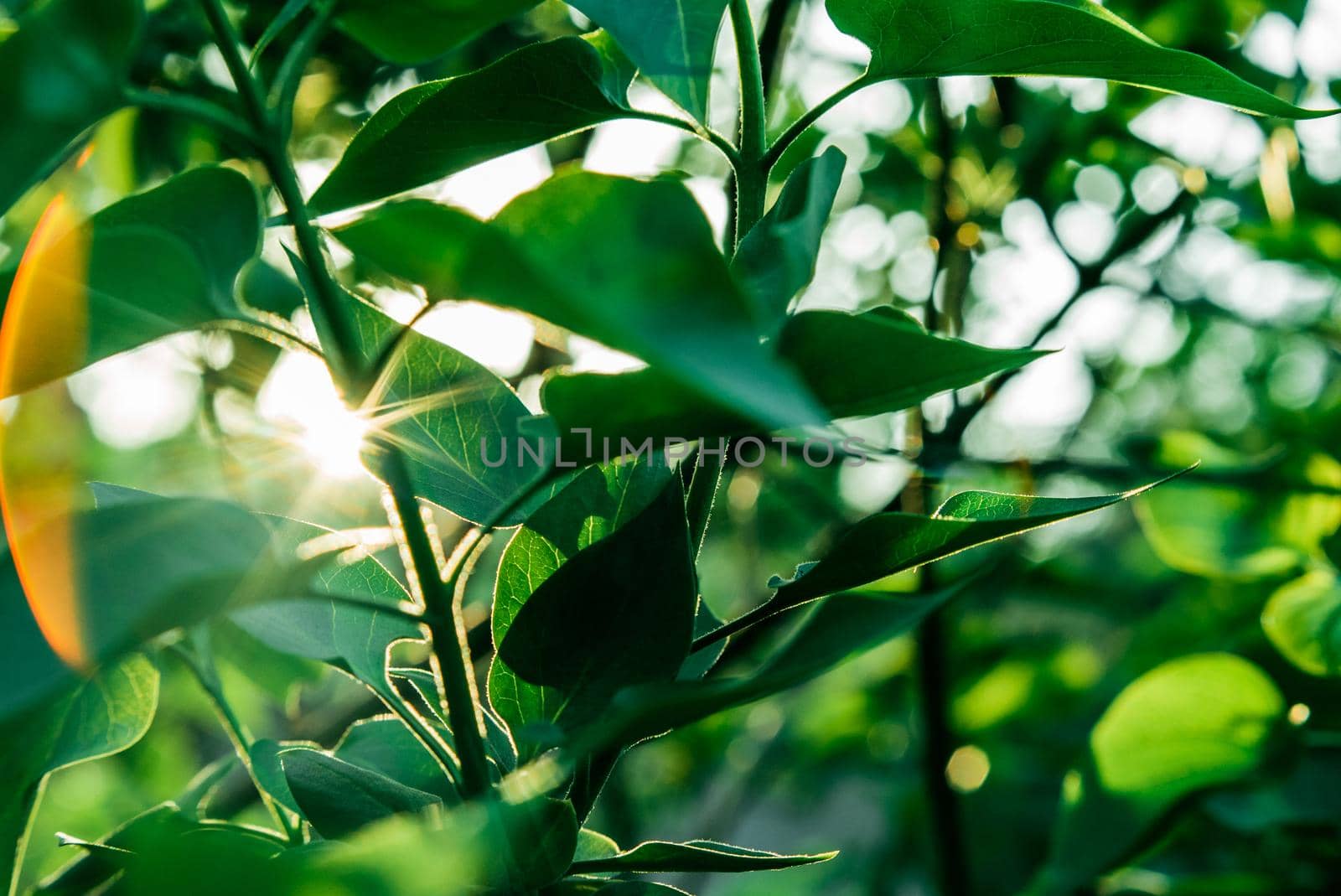 The rays of the sun make their way through the green leaves of the trees. Live texture with green leaves and breaking sun rays. by mosfet_ua