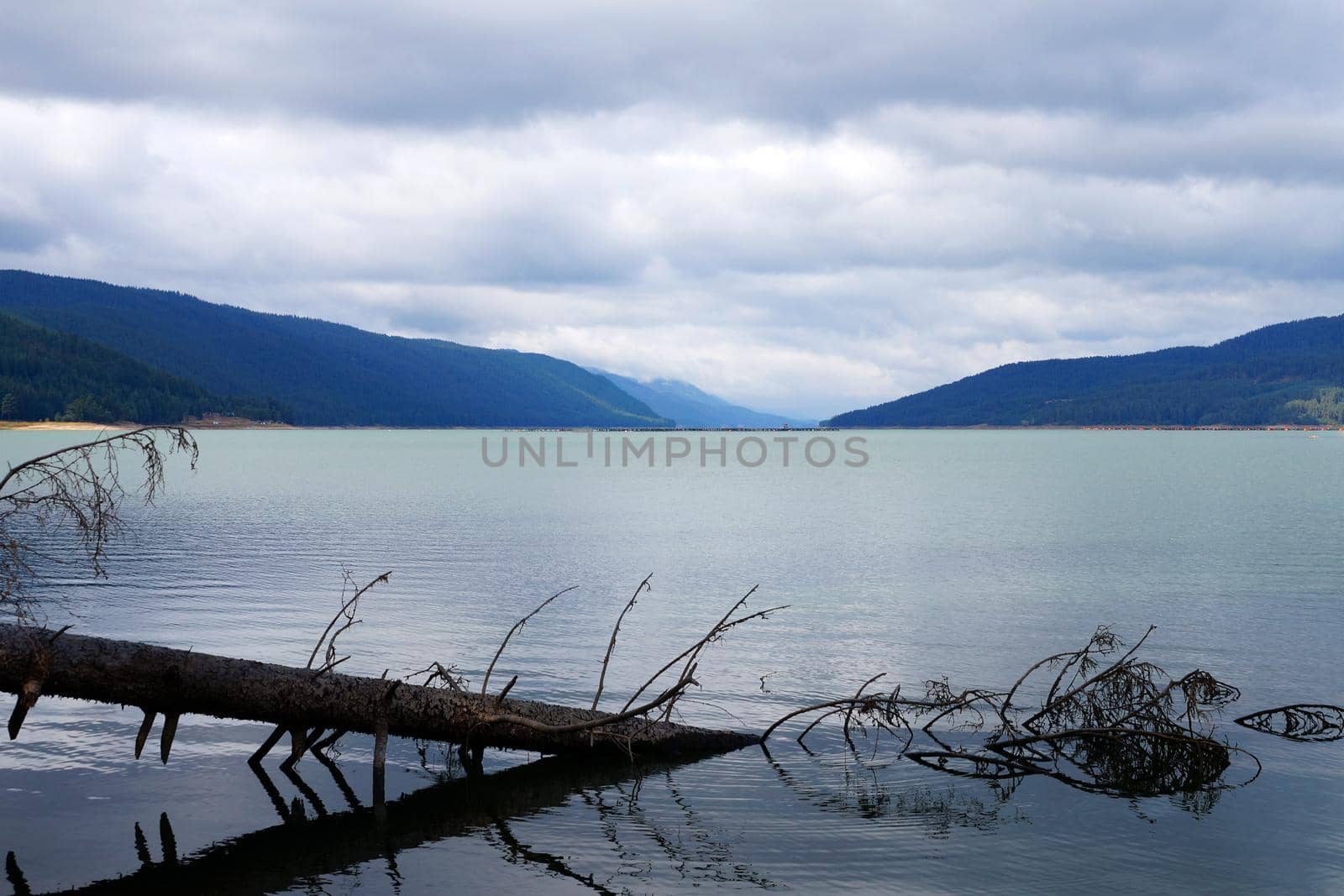 mountain lake Dospat Bulgaria in the evening, in the foreground a tree that has fallen into the water.