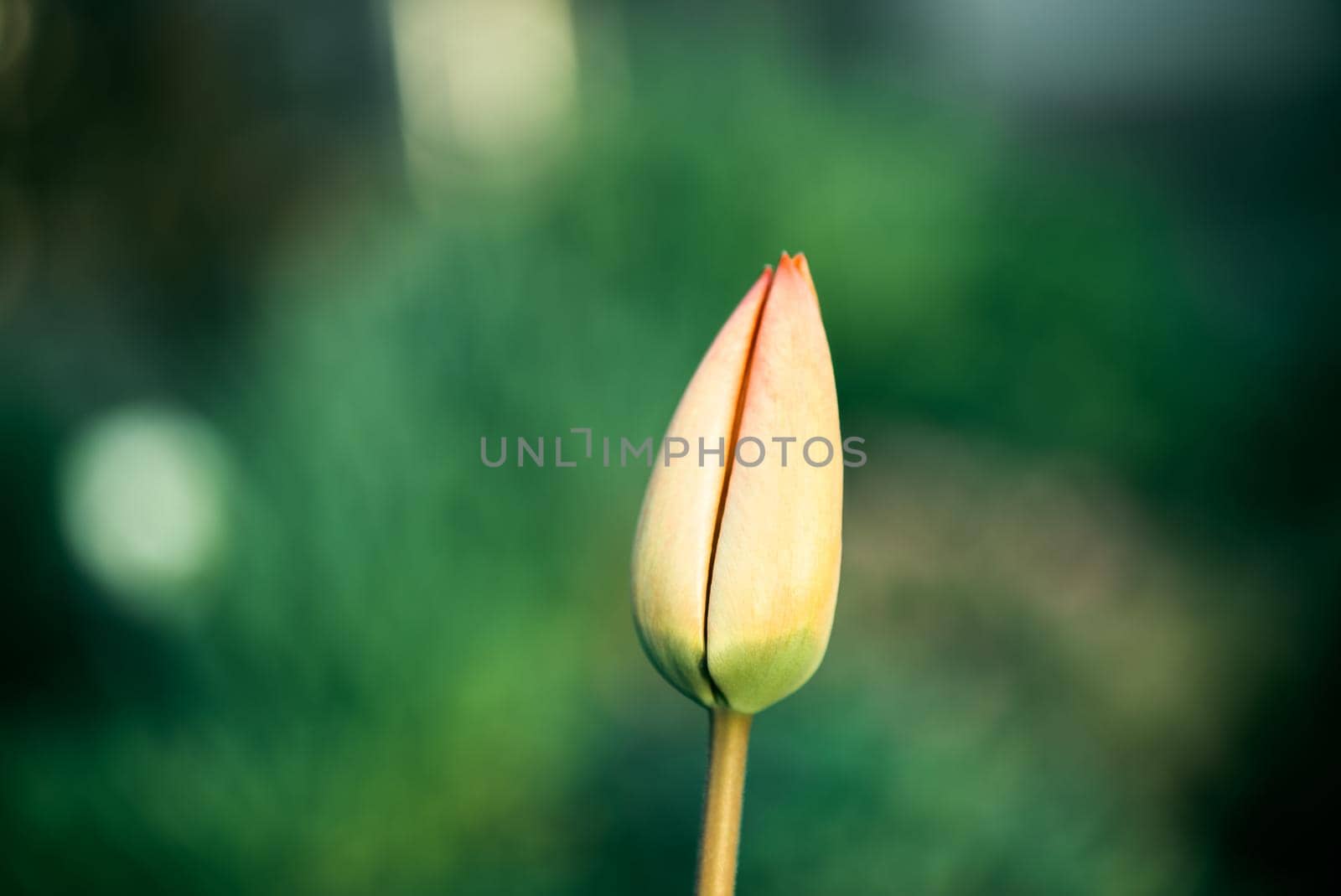 CLOSE UP, SLOW MOTION, DOF: Amazing rosy red, yellow and orange tulips blooming at beautiful local touristic park at early sunny evening. Fragile tulip flowers blossoming at late sunny morning by mosfet_ua