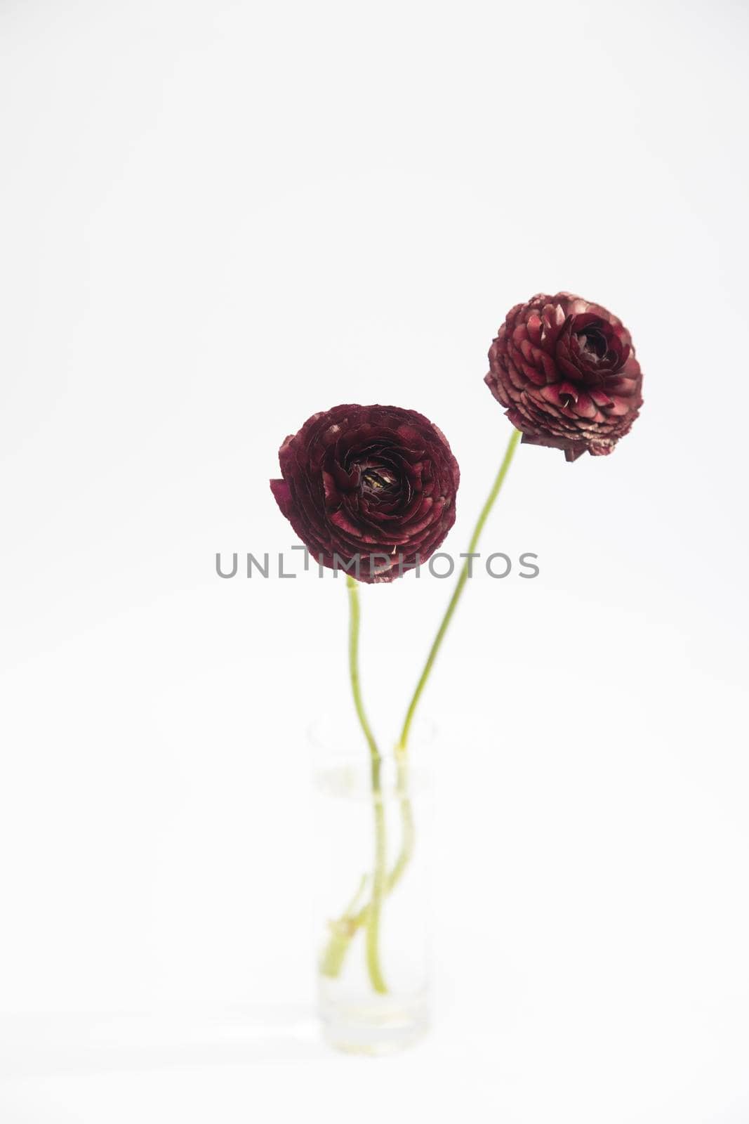 A bouquet of dark brown burgundy ranunculus are in a tall glass vase on a white background. by elenarostunova