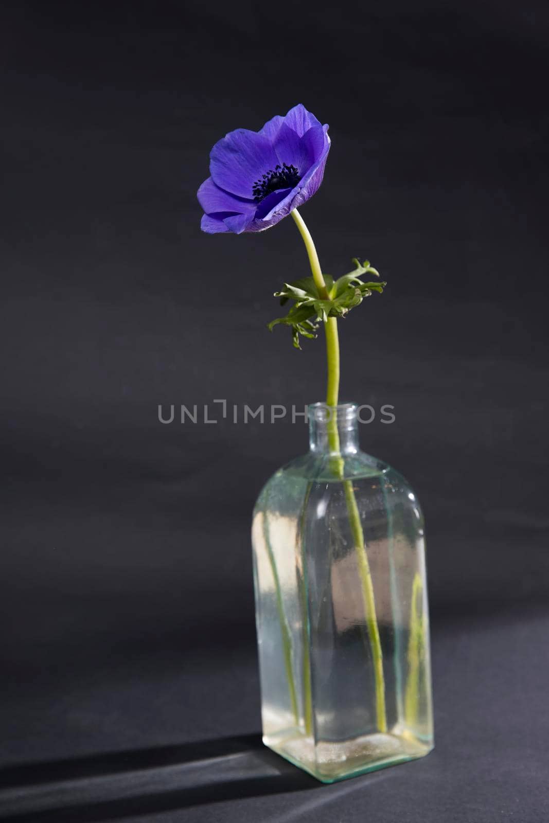 The blue anemone in transparent glass vase on black background by elenarostunova