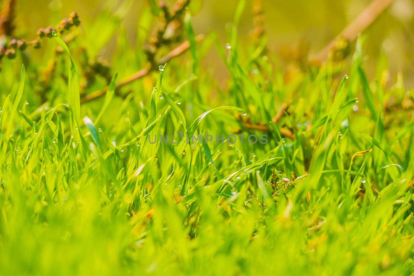 green grass texture by mosfet_ua
