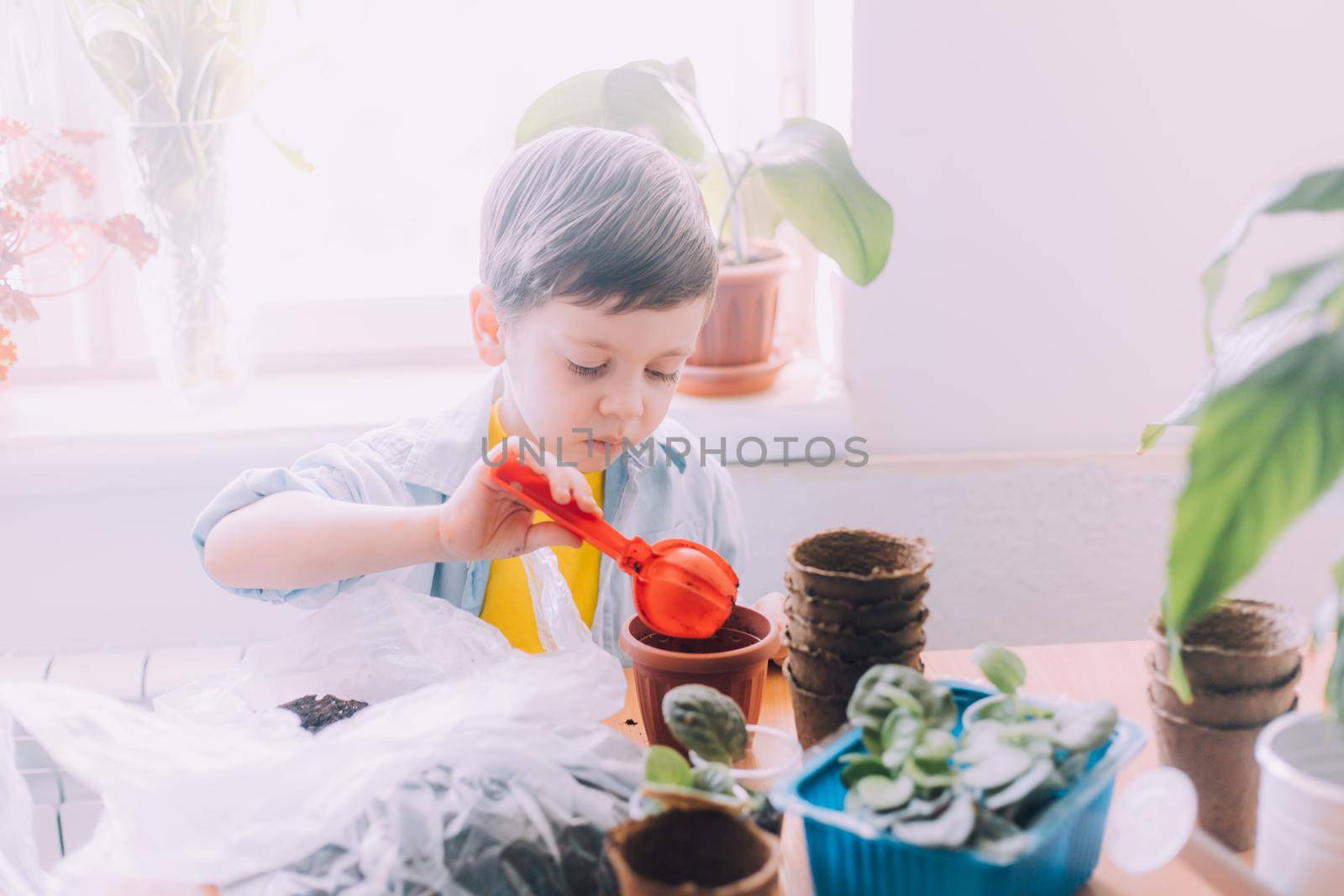 The boy transplants flowers lifestyle . Preparation for the spring season. Planting flowers. Plant care. An article about transplanting plants. An article about help from children.