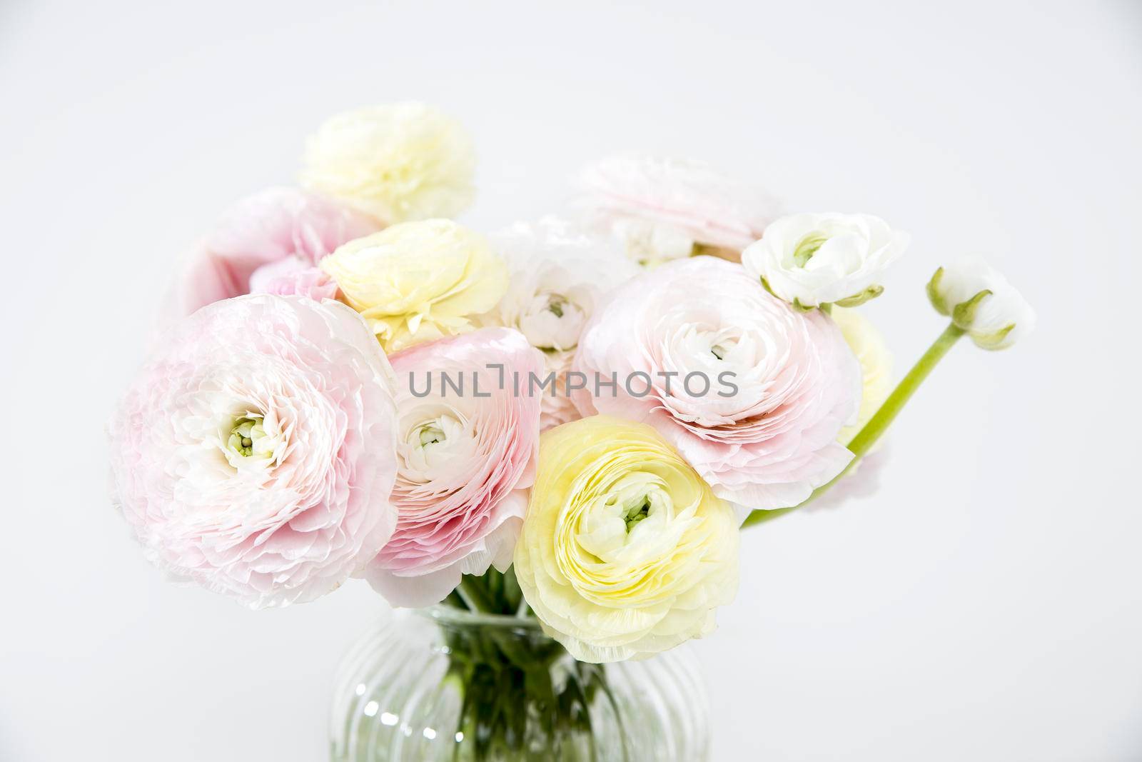 the Bouquet of pale pink and yellow Persian buttercups isolated on pale gray. by elenarostunova