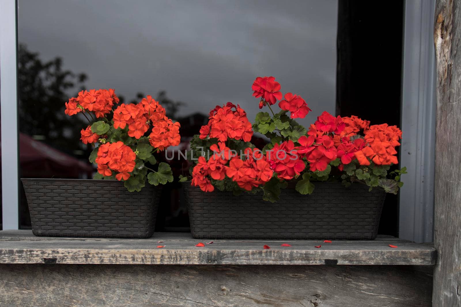 Crates of red blooming geraniums adorn the windowsill of an outdoor cafe.