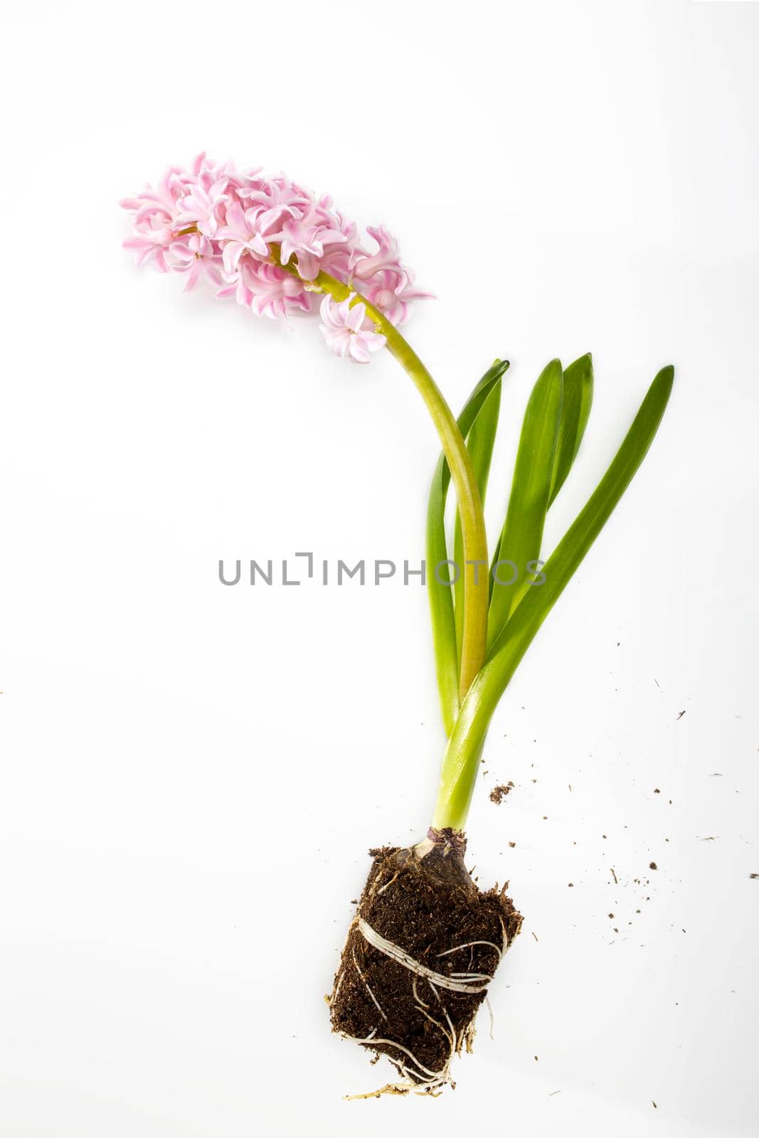 hyacinth plant with pink flowers, bulbs and roots on a white background