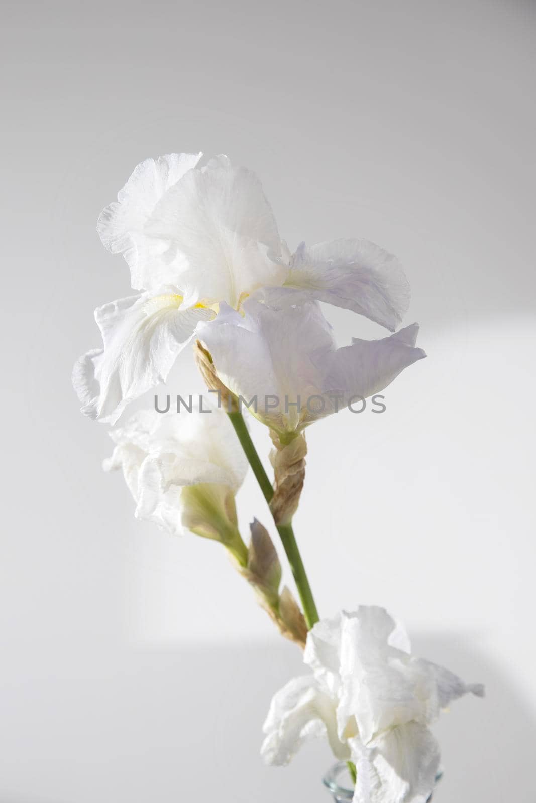 White iris is on the grey background by elenarostunova