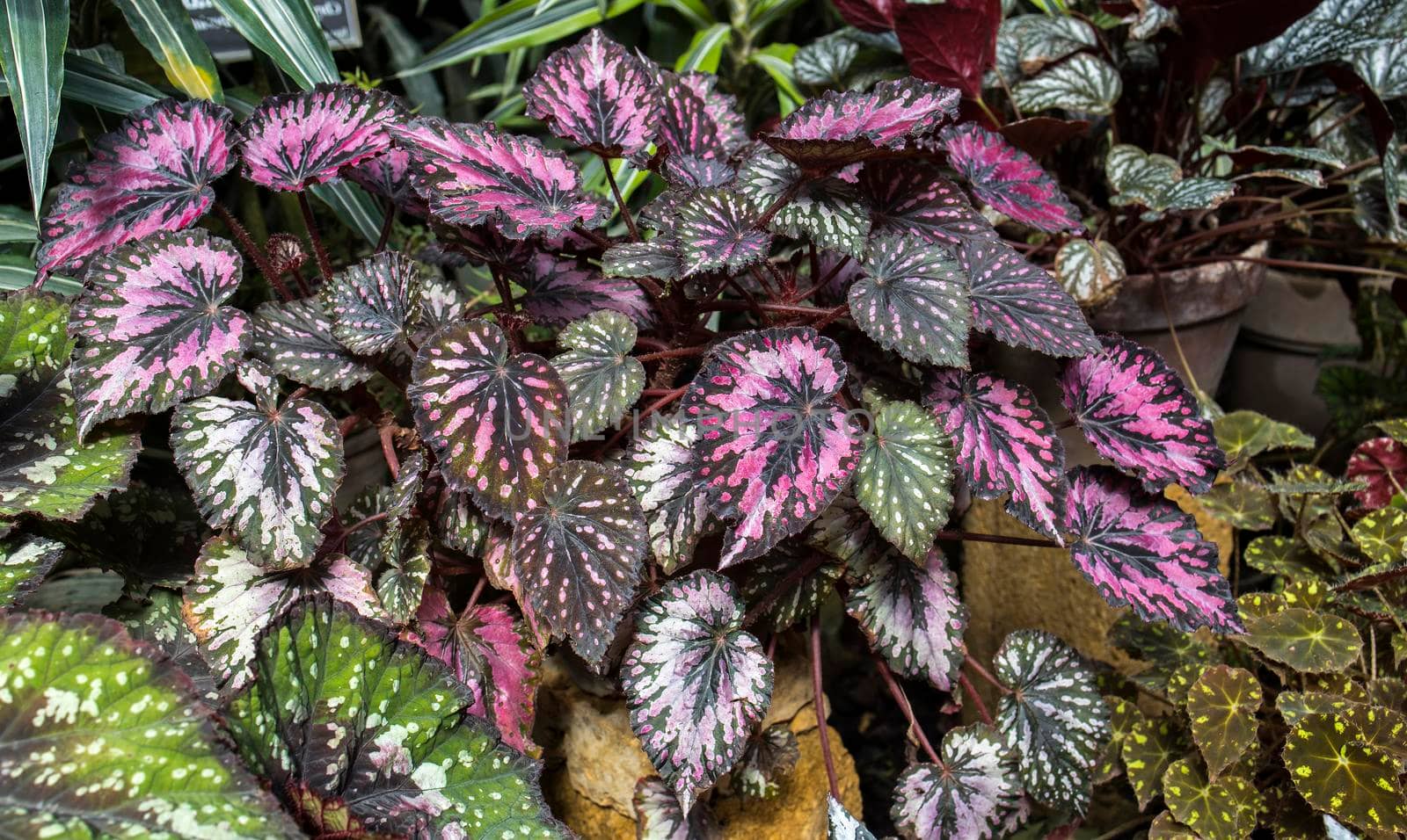 Rex begonia leaf with green and pink leaf pattern. Decoration of garden