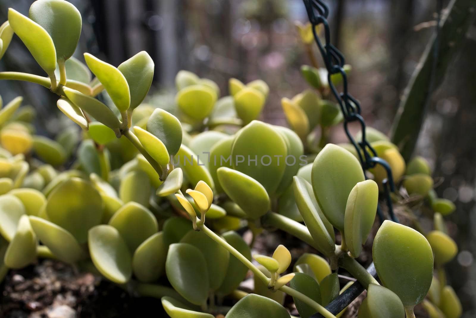 Crassula ovata, commonly known as jade plant, lucky plant, money plant or money tree by elenarostunova