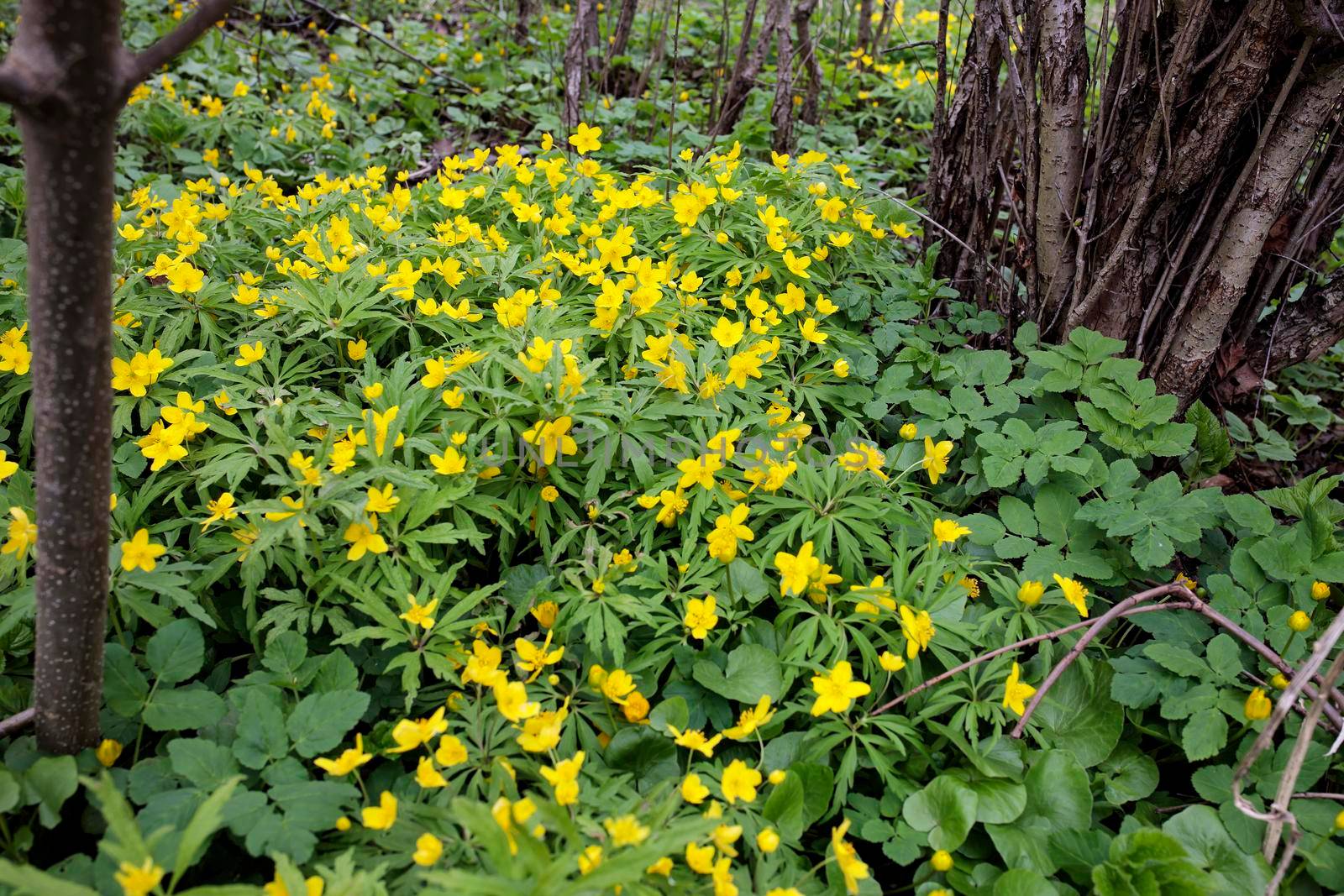 Natural background of yellow anemones (Anemonoides ranunculoides) in forest by elenarostunova