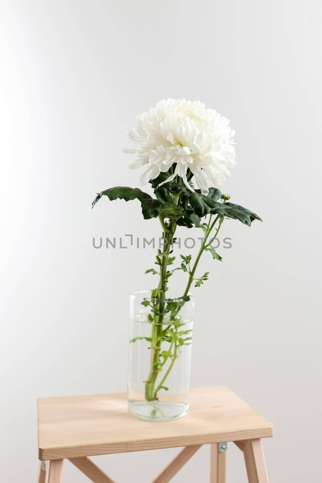 Large white chrysanthemum in a transparent glass vase, which stands on a stool. Copy space