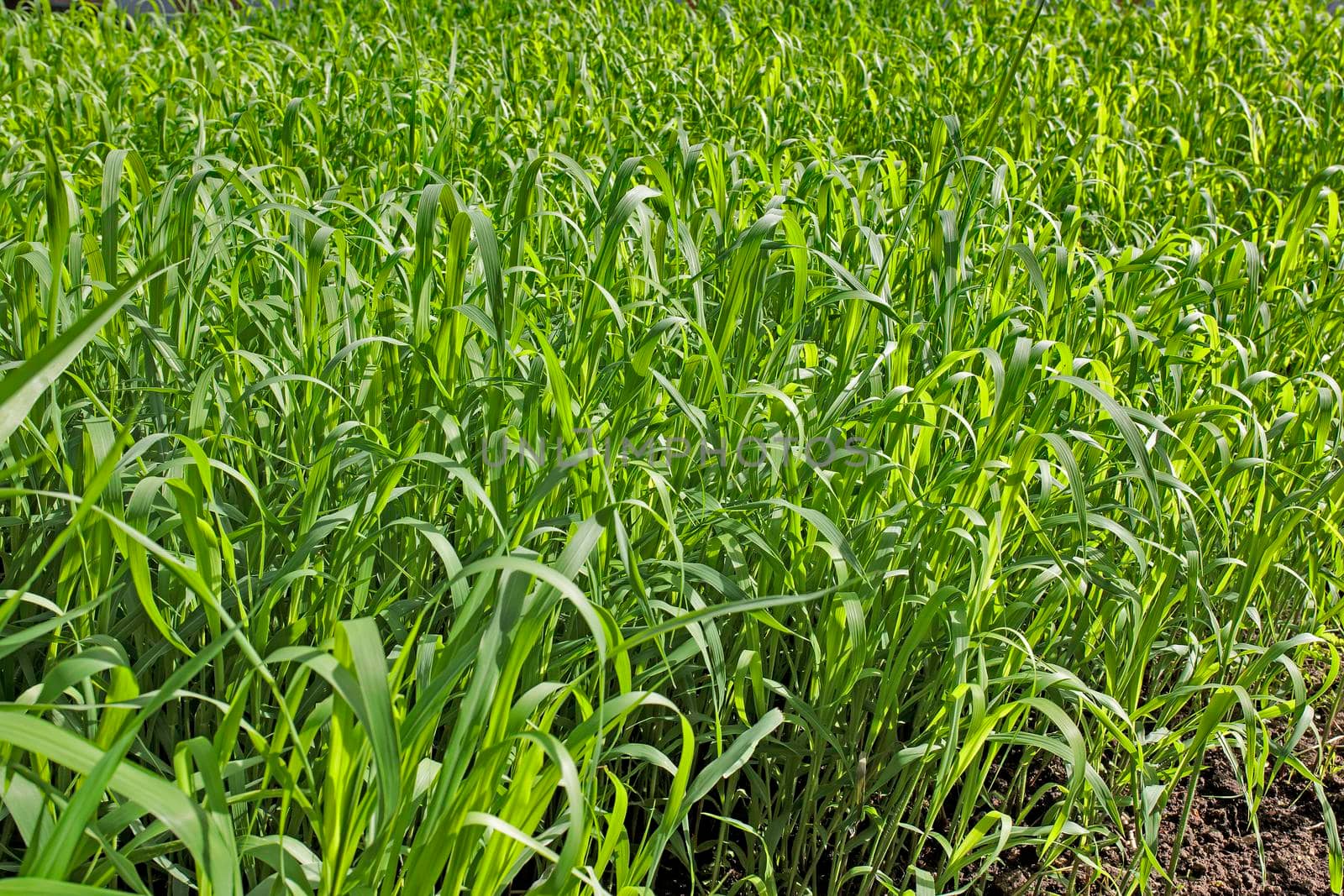 Green grass in a meadow or pasture. Nature spring grass background. Copy space