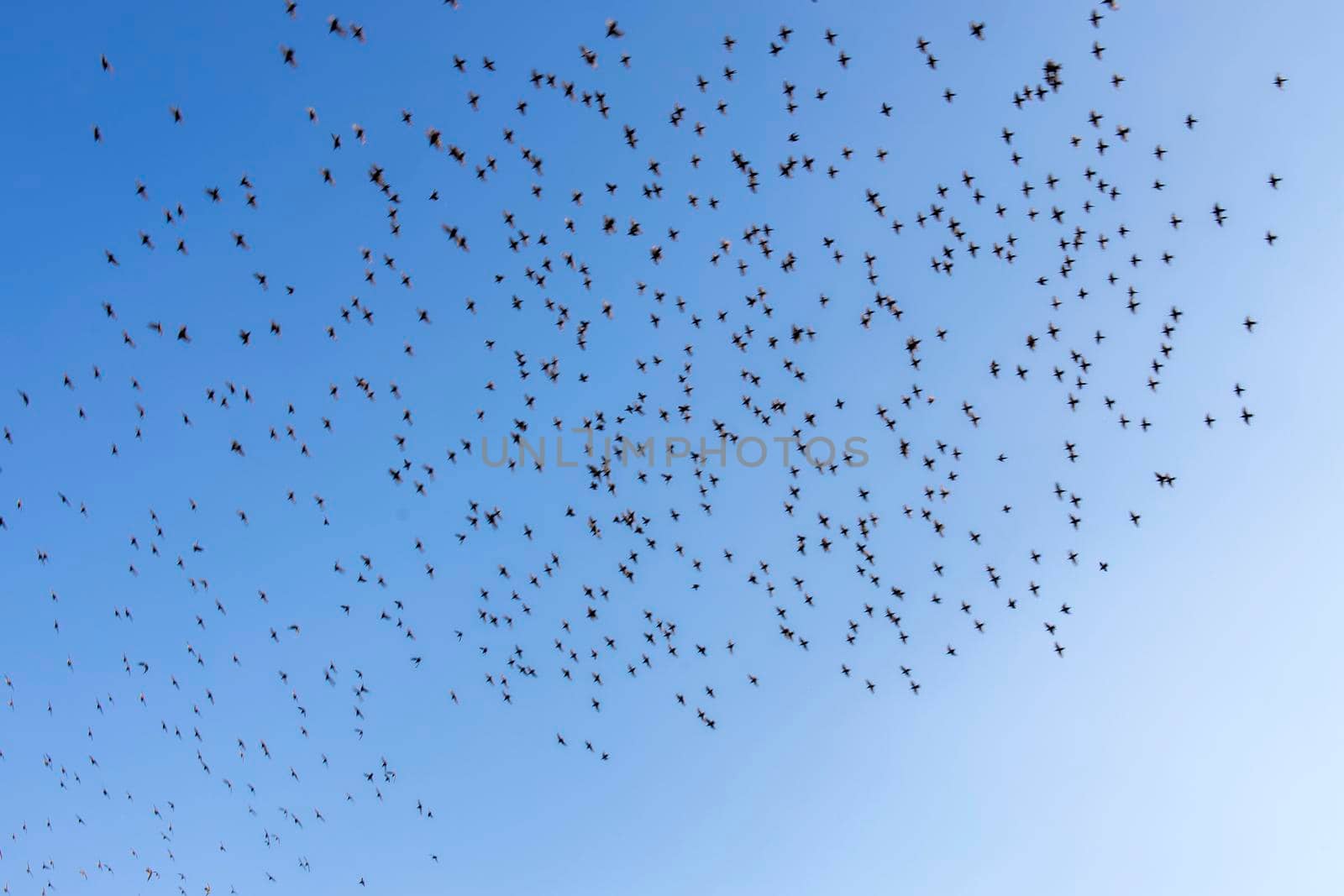 A flock of starlings in the sky by elenarostunova