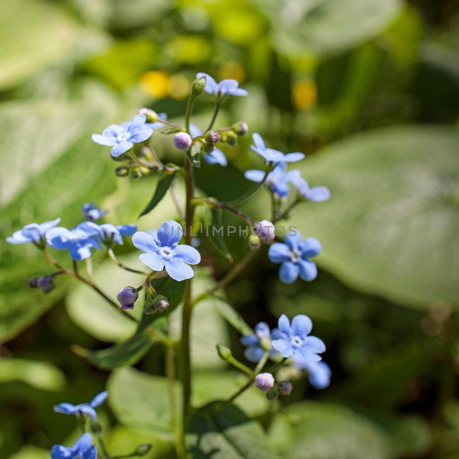 Brunnera macrophylla, the Siberian bugloss, great forget-me-not, largeleaf brunnera or heartleaf, is a species of flowering plant in the family Boraginaceae, by elenarostunova