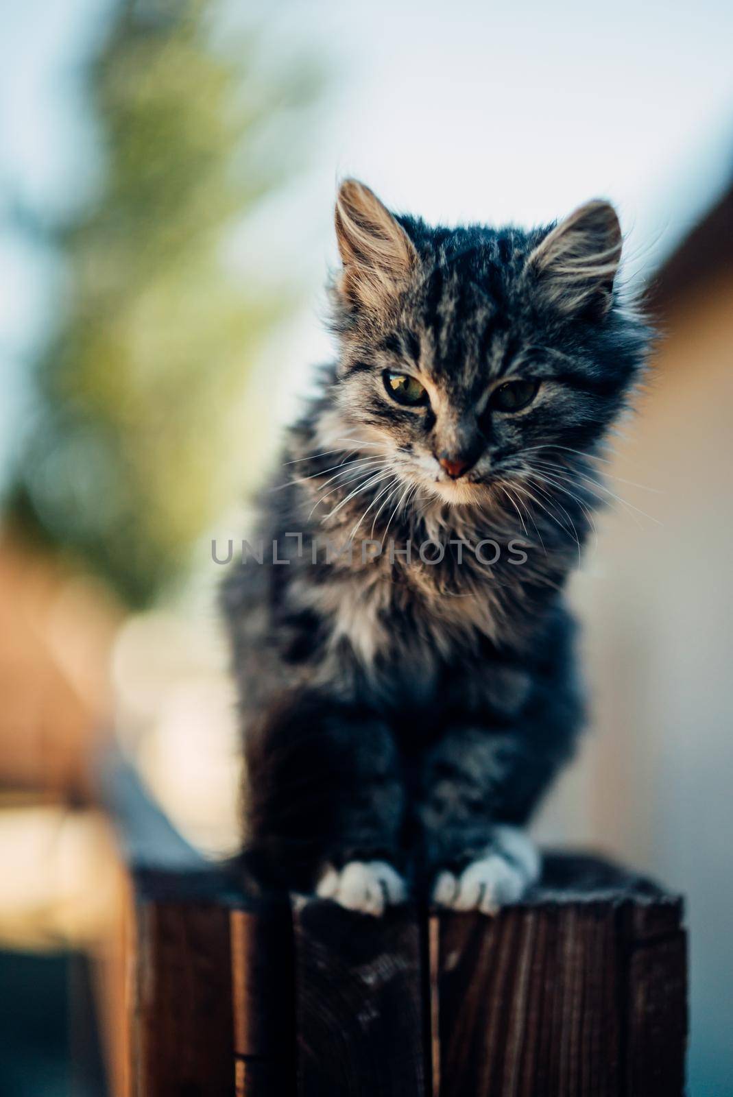 kitten on the fence/a gray little kitten was scared to climb the fence by mosfet_ua