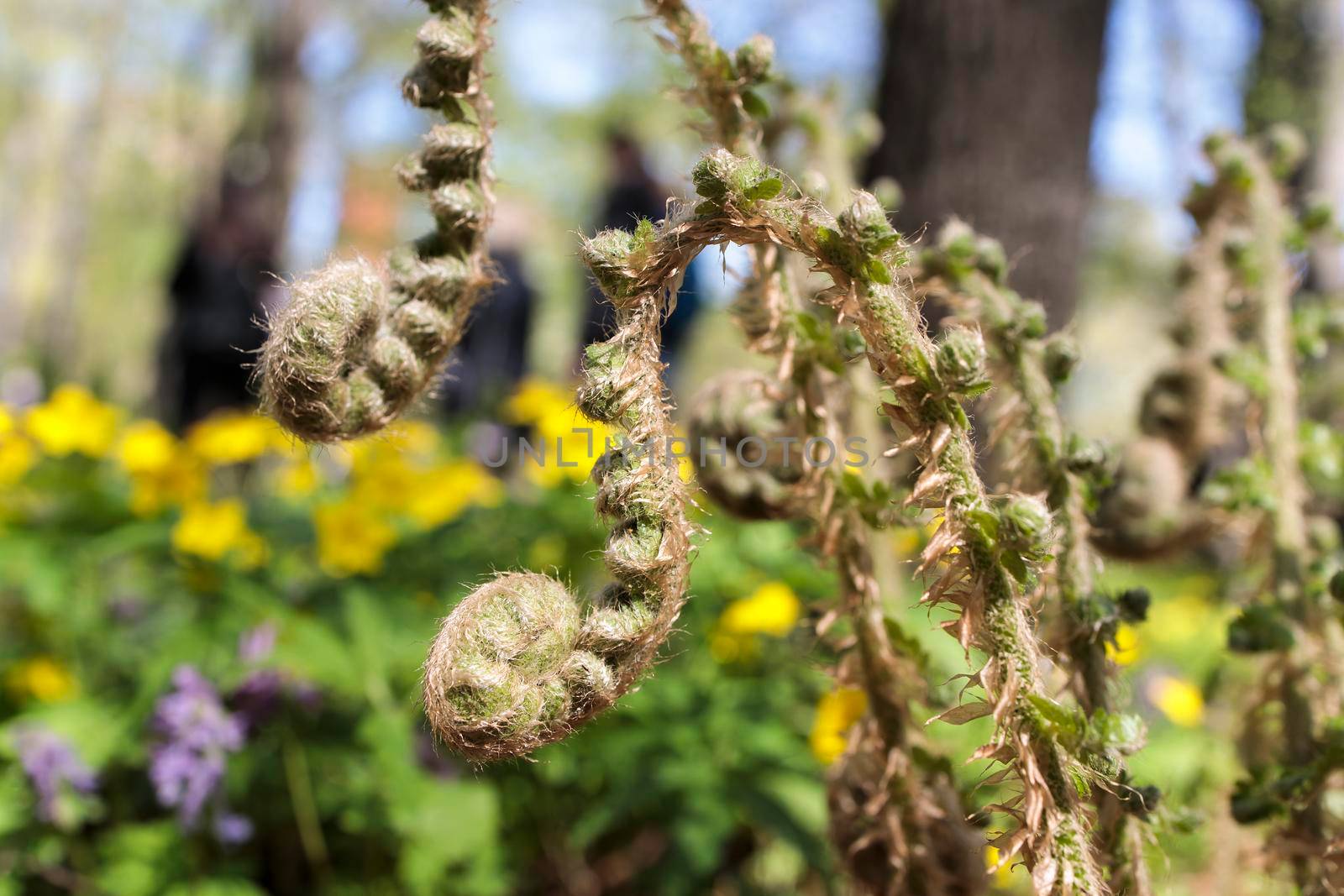 Pteridium aquilinum, also known as eagle fern, is a species of fern occurring in temperate and subtropical regions in both hemispheres. Early spring