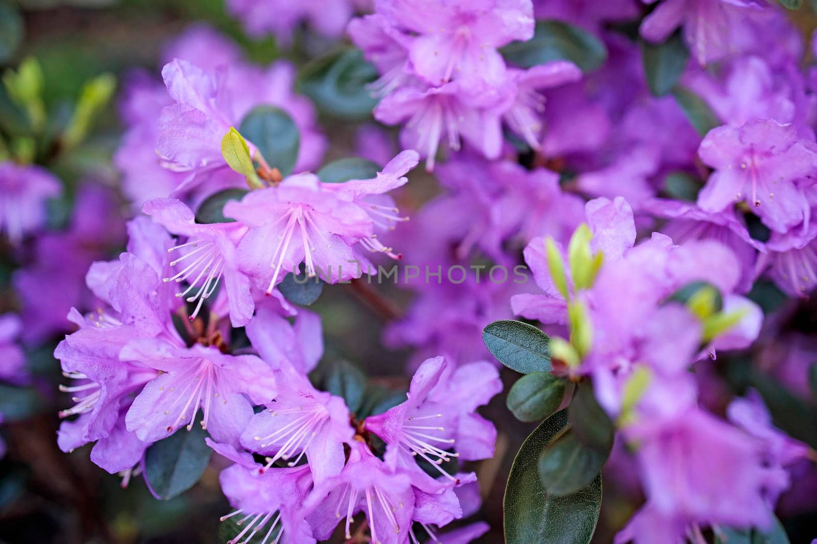 The evergreen Rhododendron hybrid Haaga has fully opened its bright pink flowers. by elenarostunova