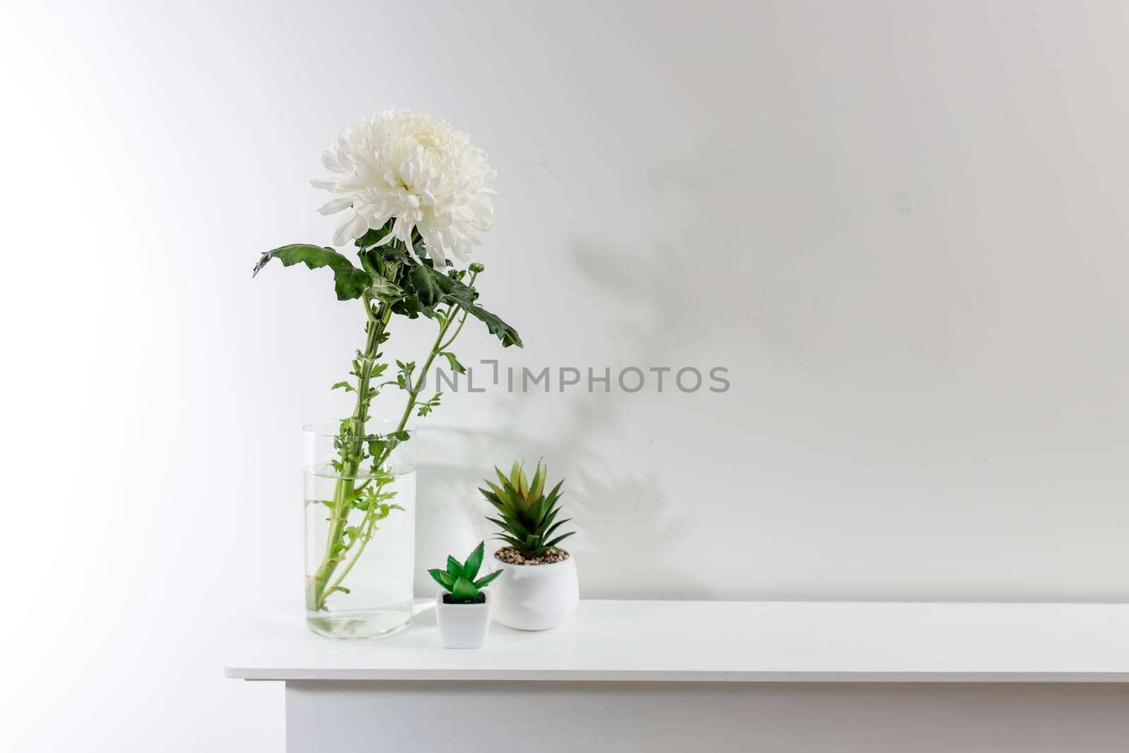 Large white chrysanthemum in a glass transparent vase and two artificial succulents are on the table. Copy space.