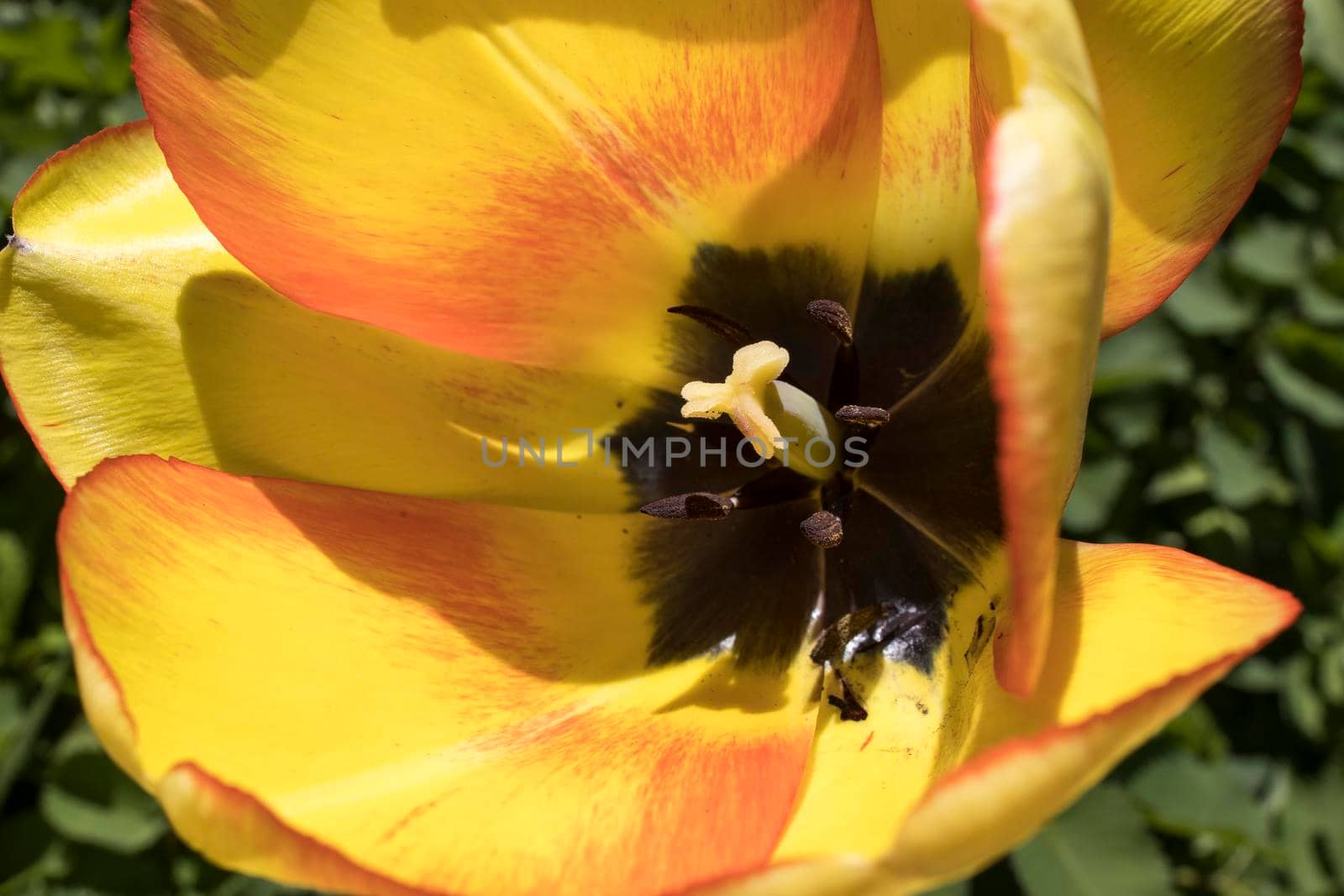 Red tulips are in the sun ligh in the spring garden. with falling petals