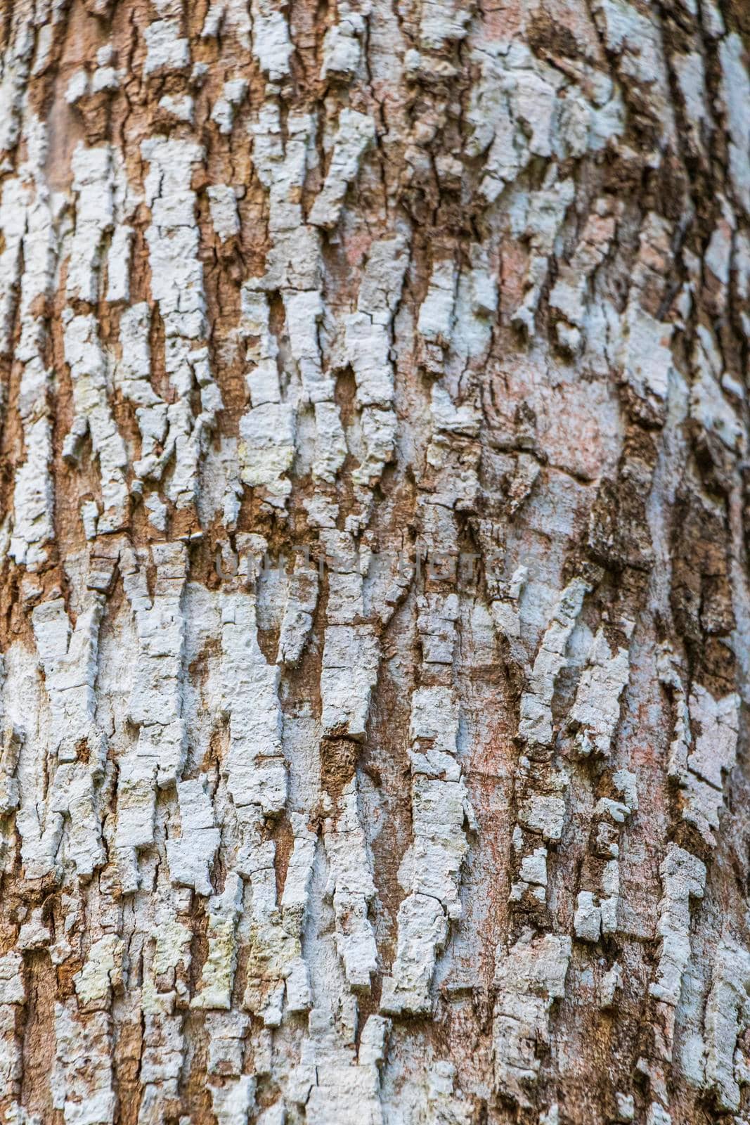 Tropical tree bark texture at Santuario de los guerreros in Puerto Aventuras Quintana Roo Mexico.