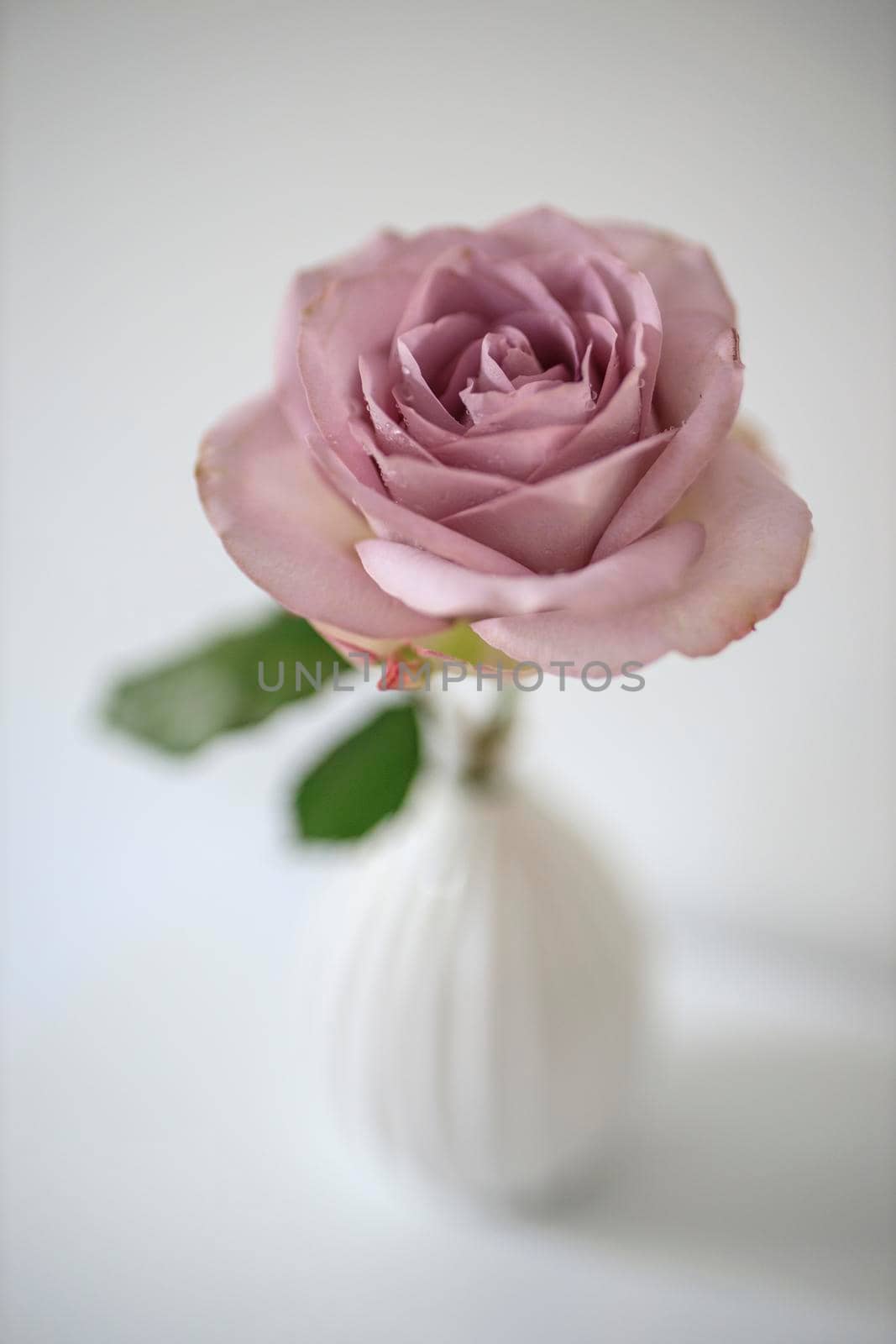 One pale purple rose in a white fluted vase on the table as decoration for the wedding reception by elenarostunova