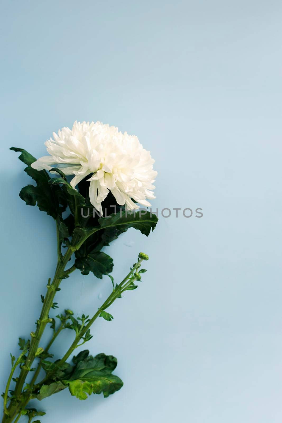 Large white chrysanthemum is on a blue background. Copy space