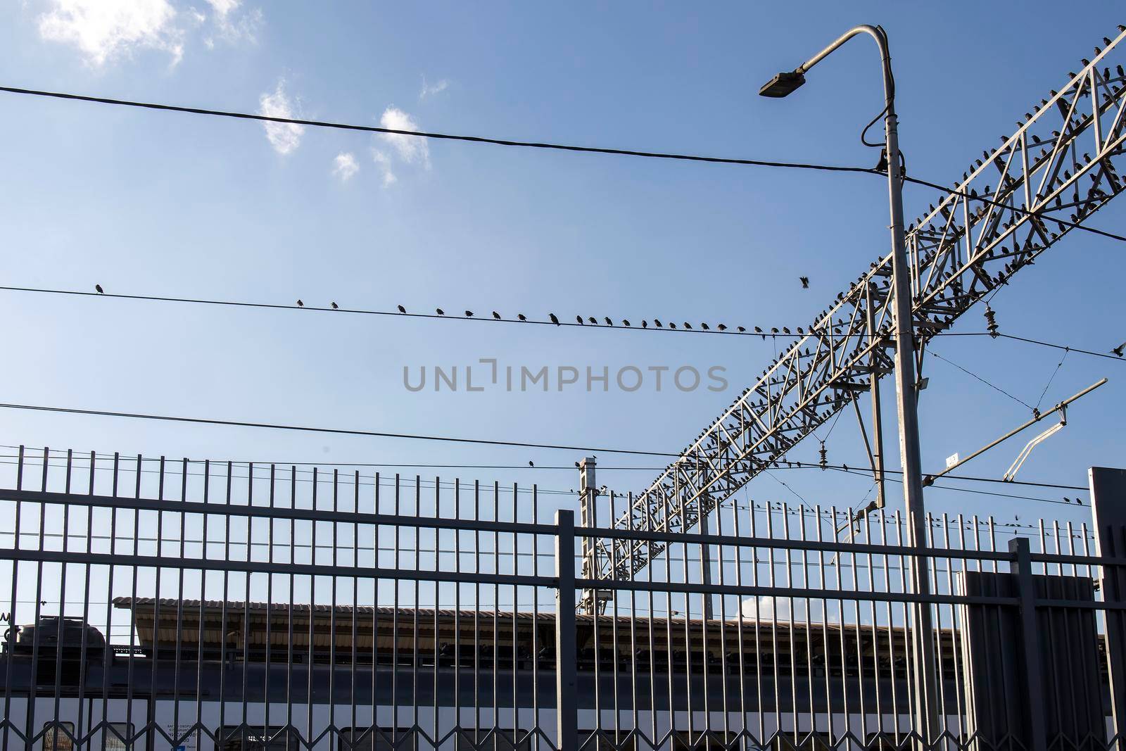 flock of starlings sits on wires and reinforced concrete structures near the railway station by elenarostunova